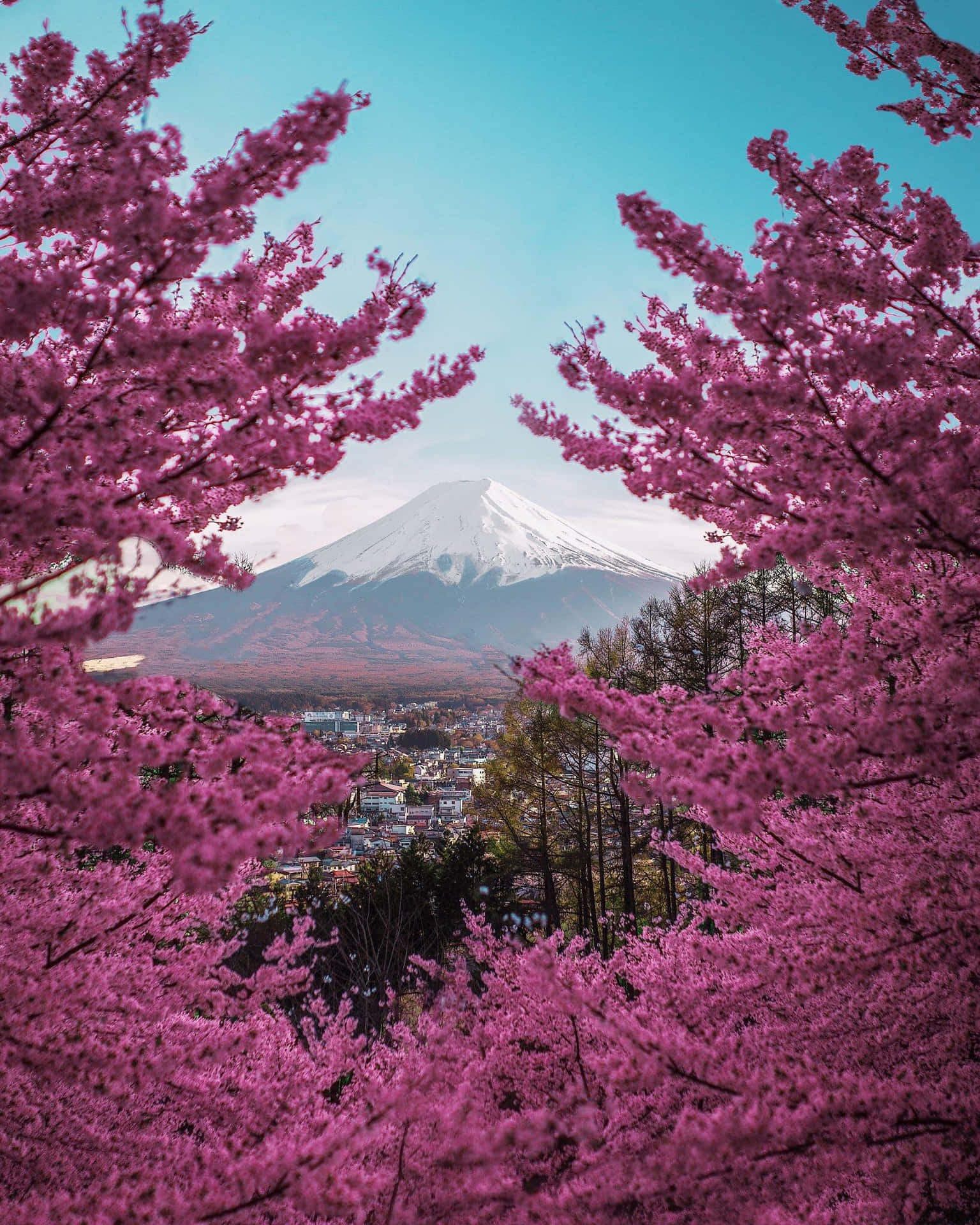 A Pink Blossom Tree With A View Of Mount Fuji