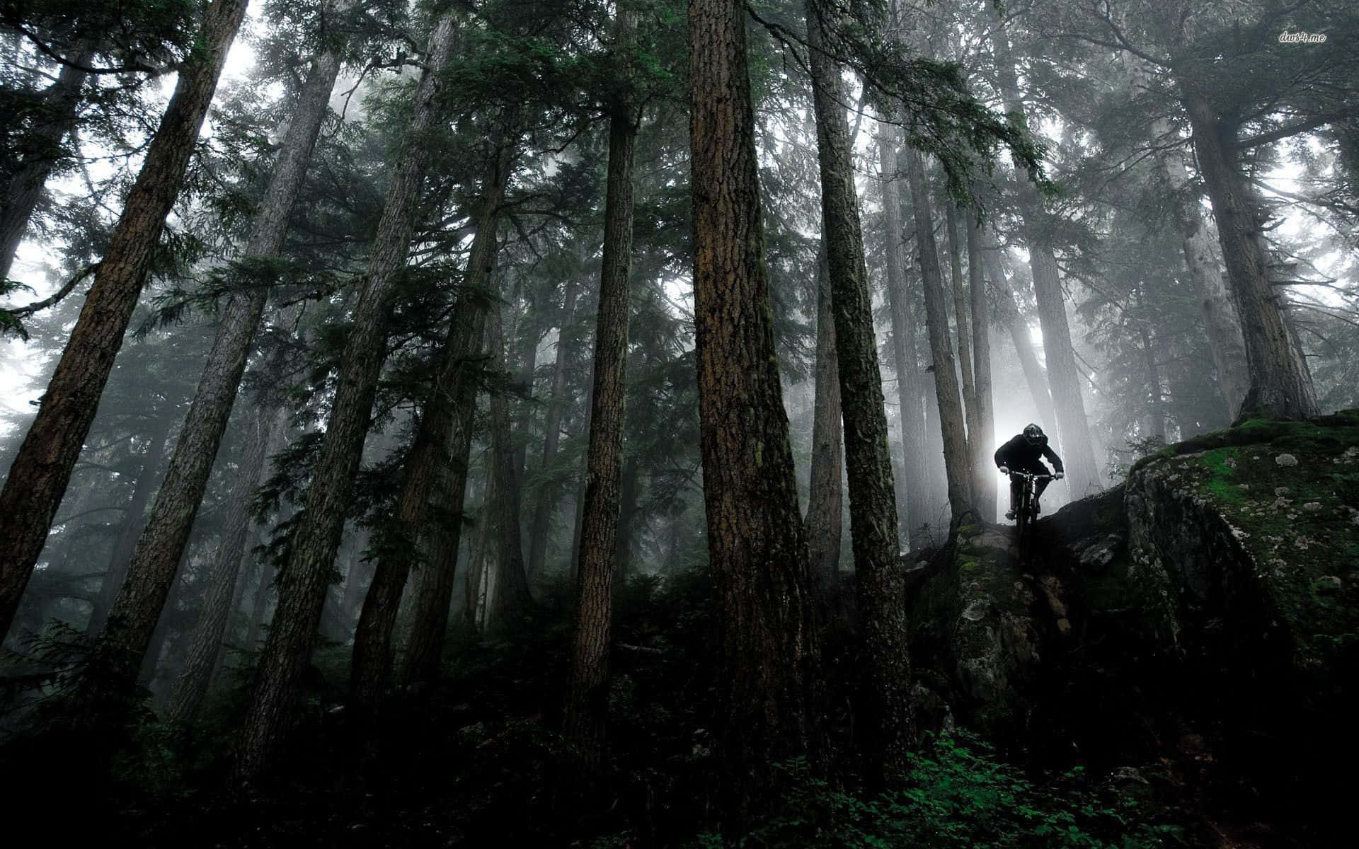 Captivating mountain biker descending through a scenic trail