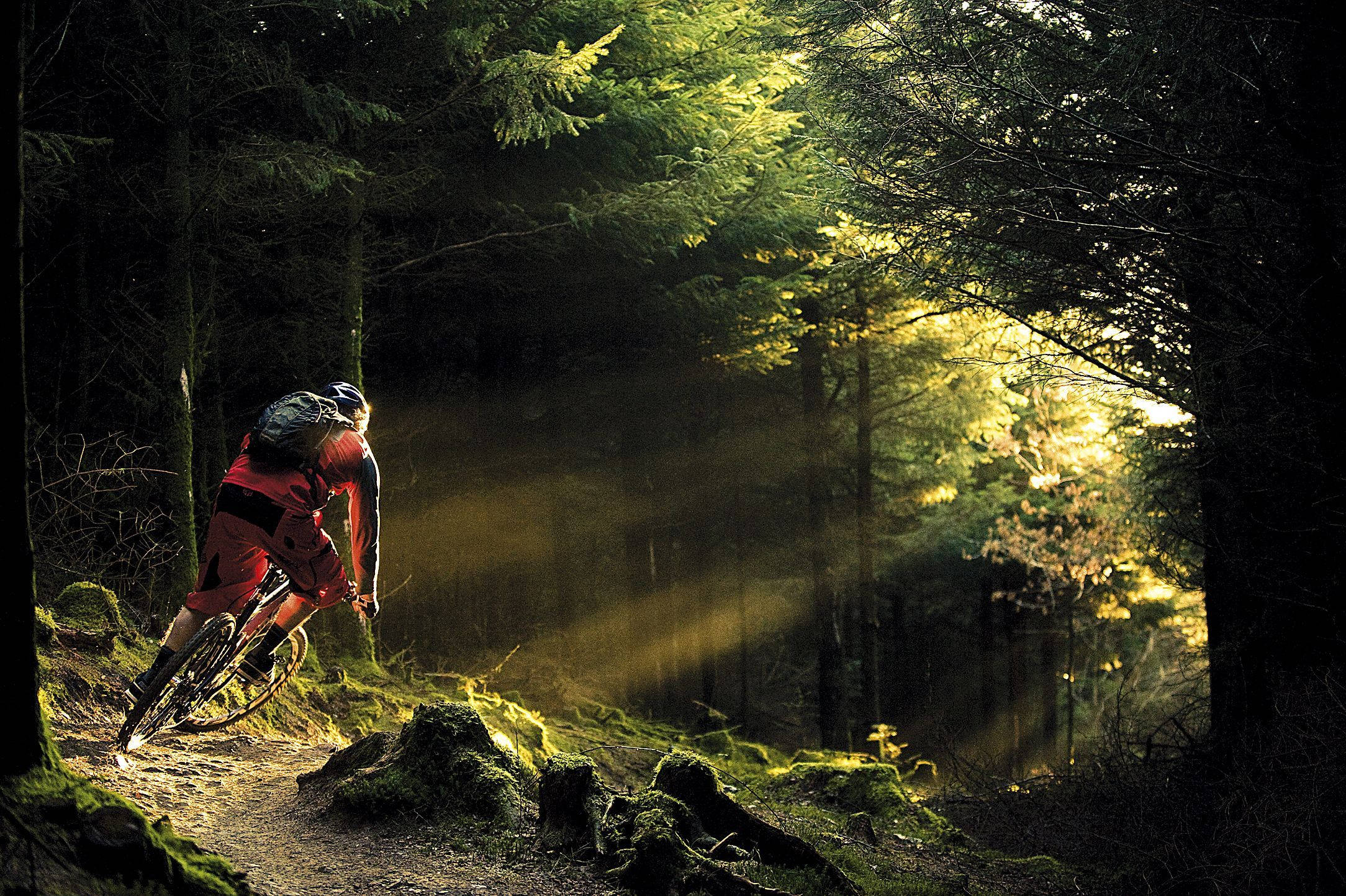 Mtb Rider Forest Sunlight Background