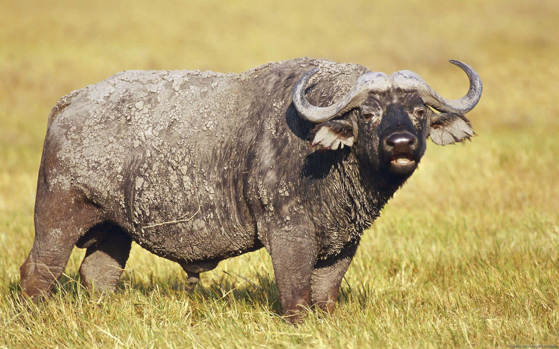 Mud Caked Water Buffaloin Grassland.jpg Wallpaper