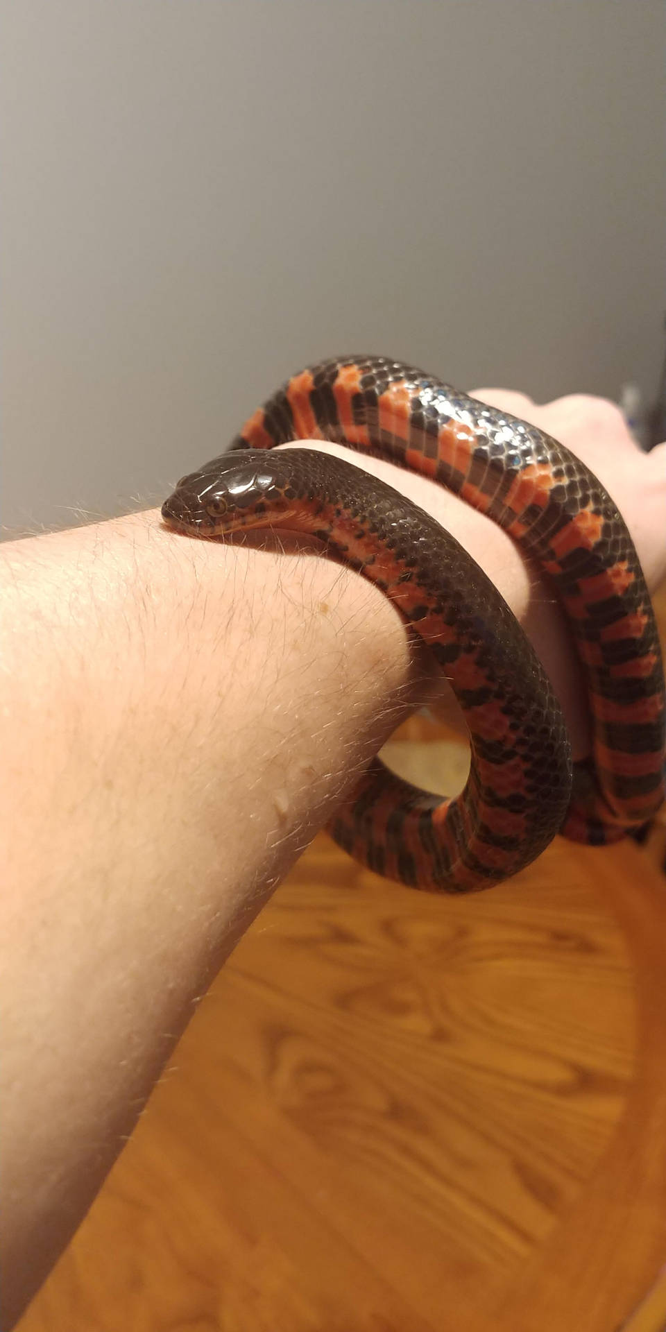 Mud Snake Coiled Around An Arm Wallpaper