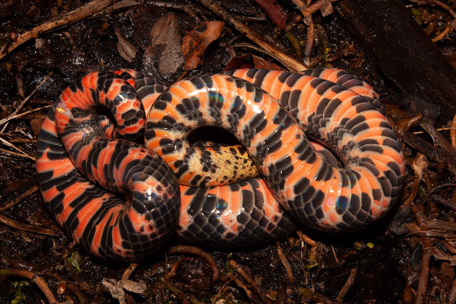 Mud Snake Exposing Its Bright Underbelly Background