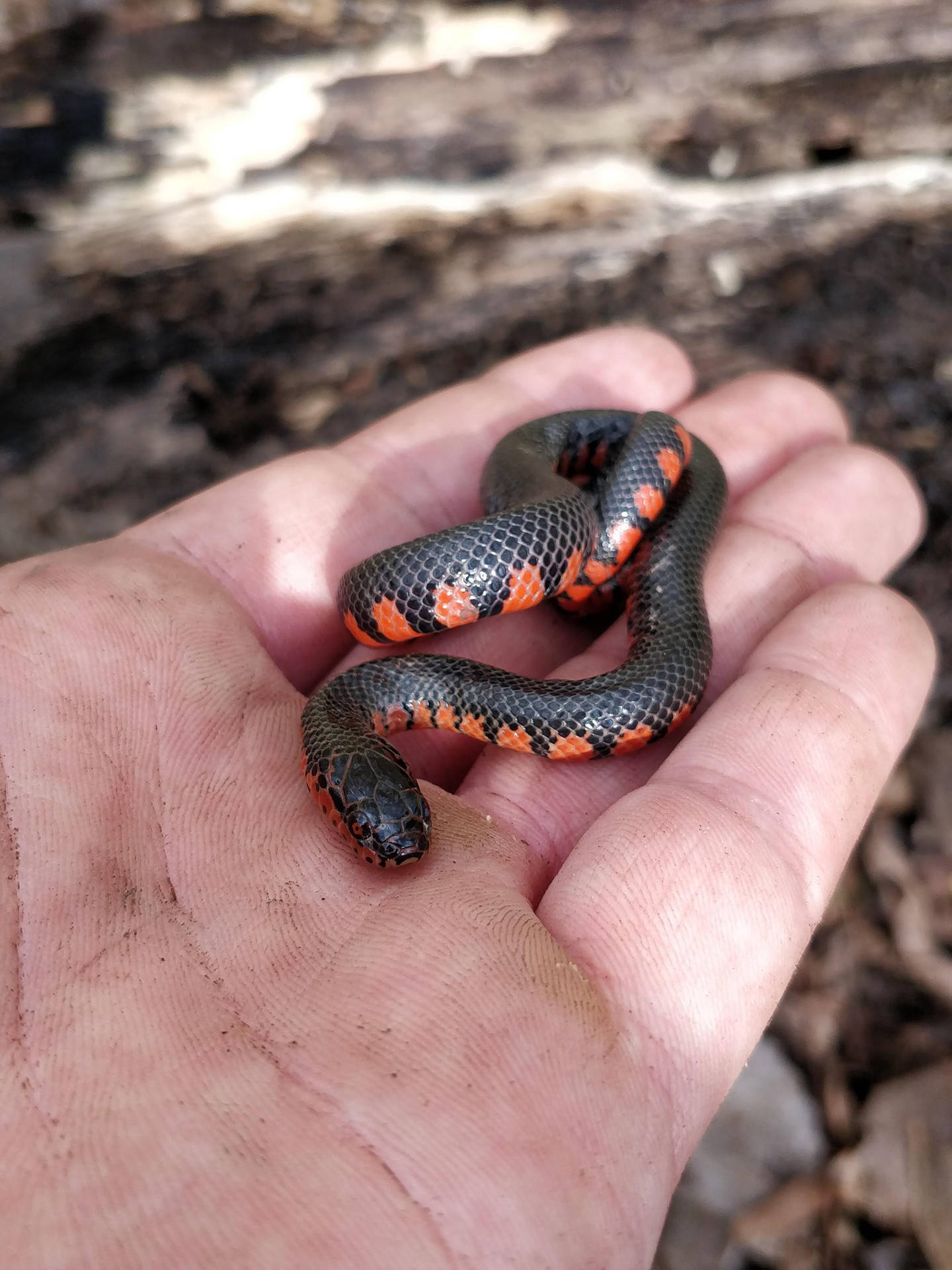 Mud Snake On A Hand Wallpaper