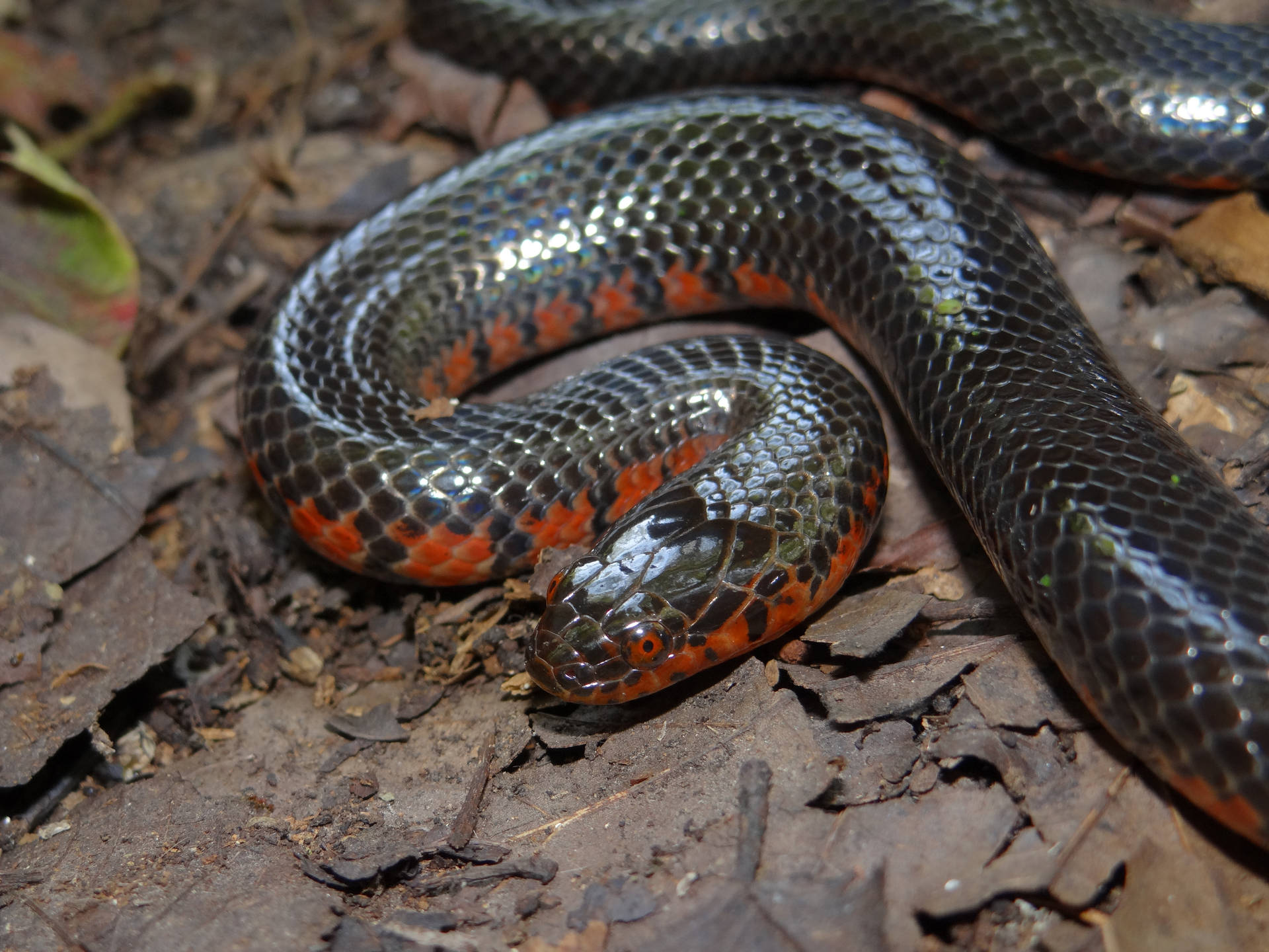 Mud Snake With A Short Head Wallpaper