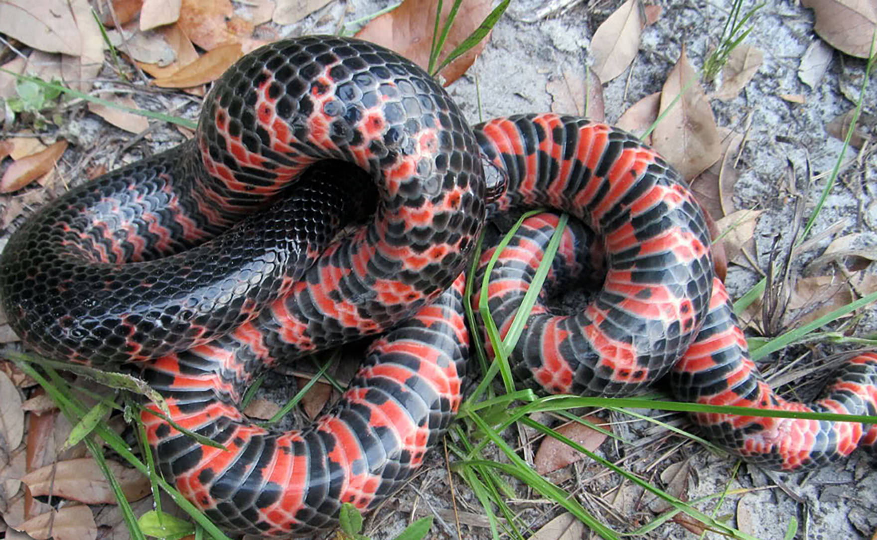 Mud Snake With A Tangled Body Wallpaper