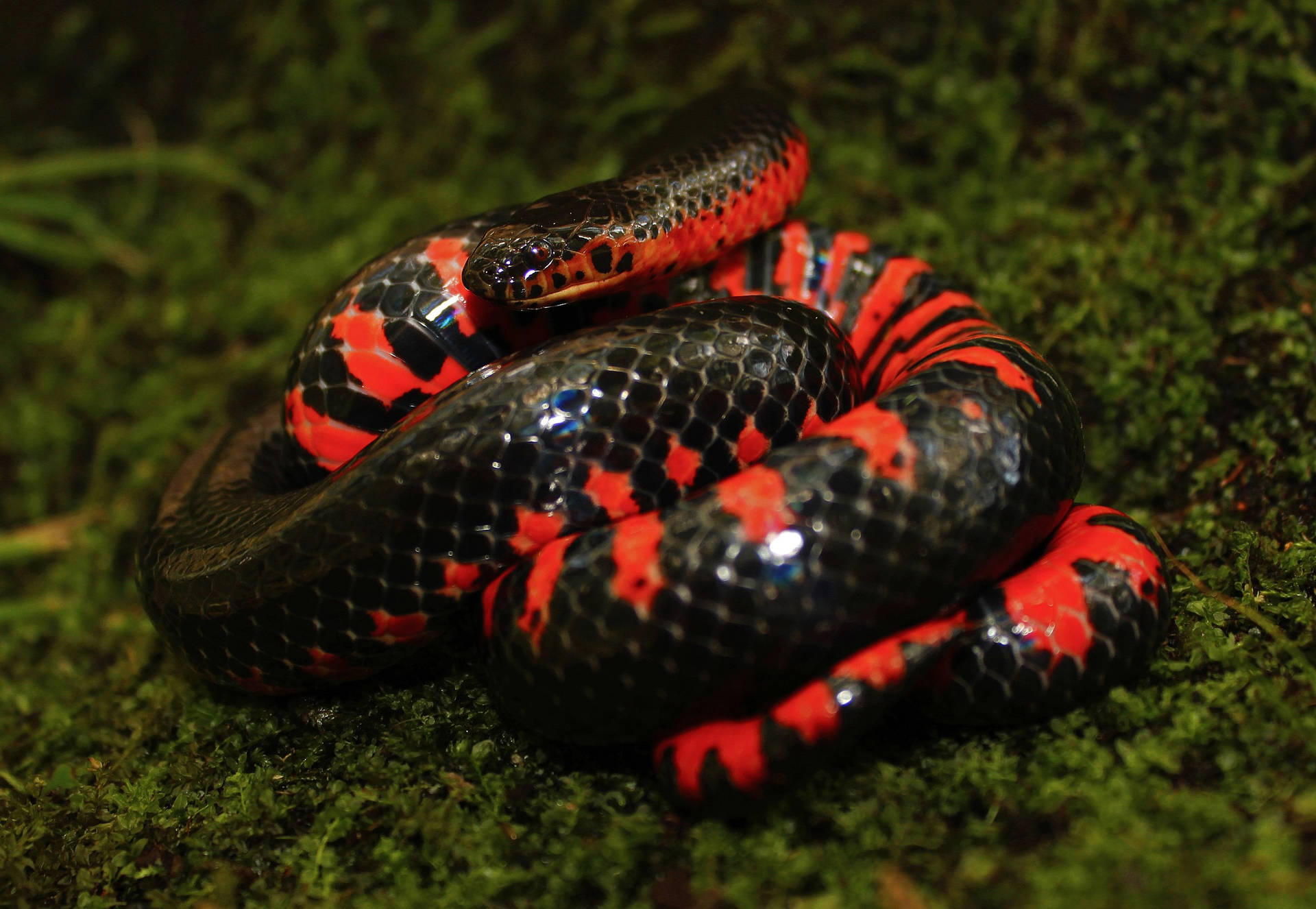 Mud Snake With Black And Red Scales Wallpaper
