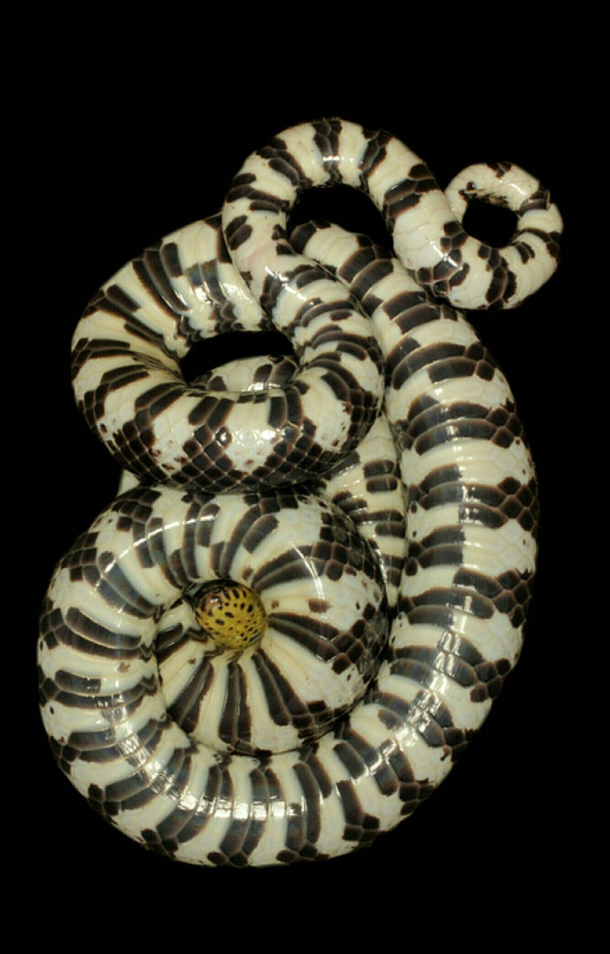 Mud Snake With Black-and-white Pattern Wallpaper
