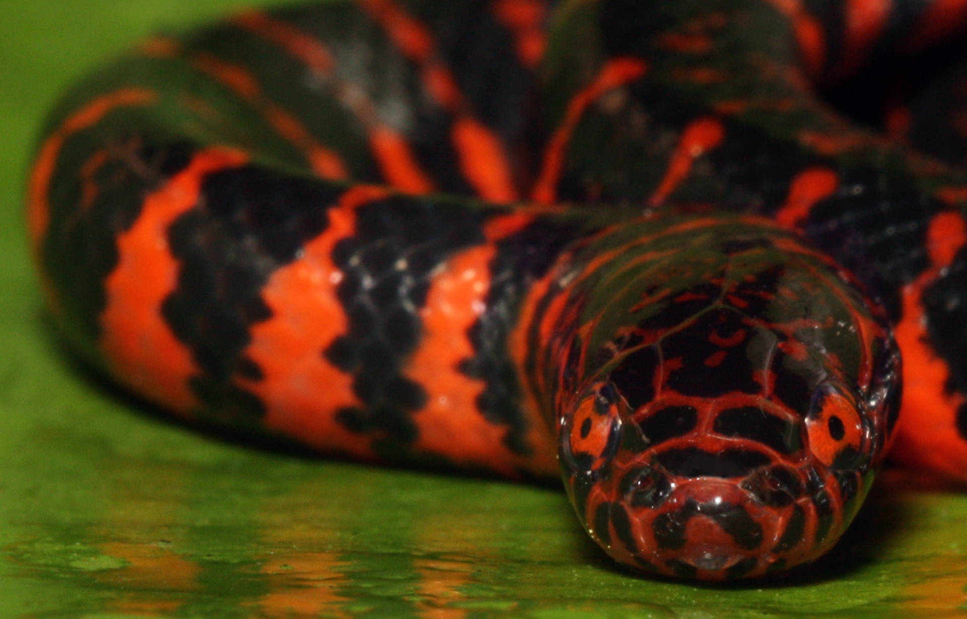 Mud Snake With Blood-red Eyes Wallpaper
