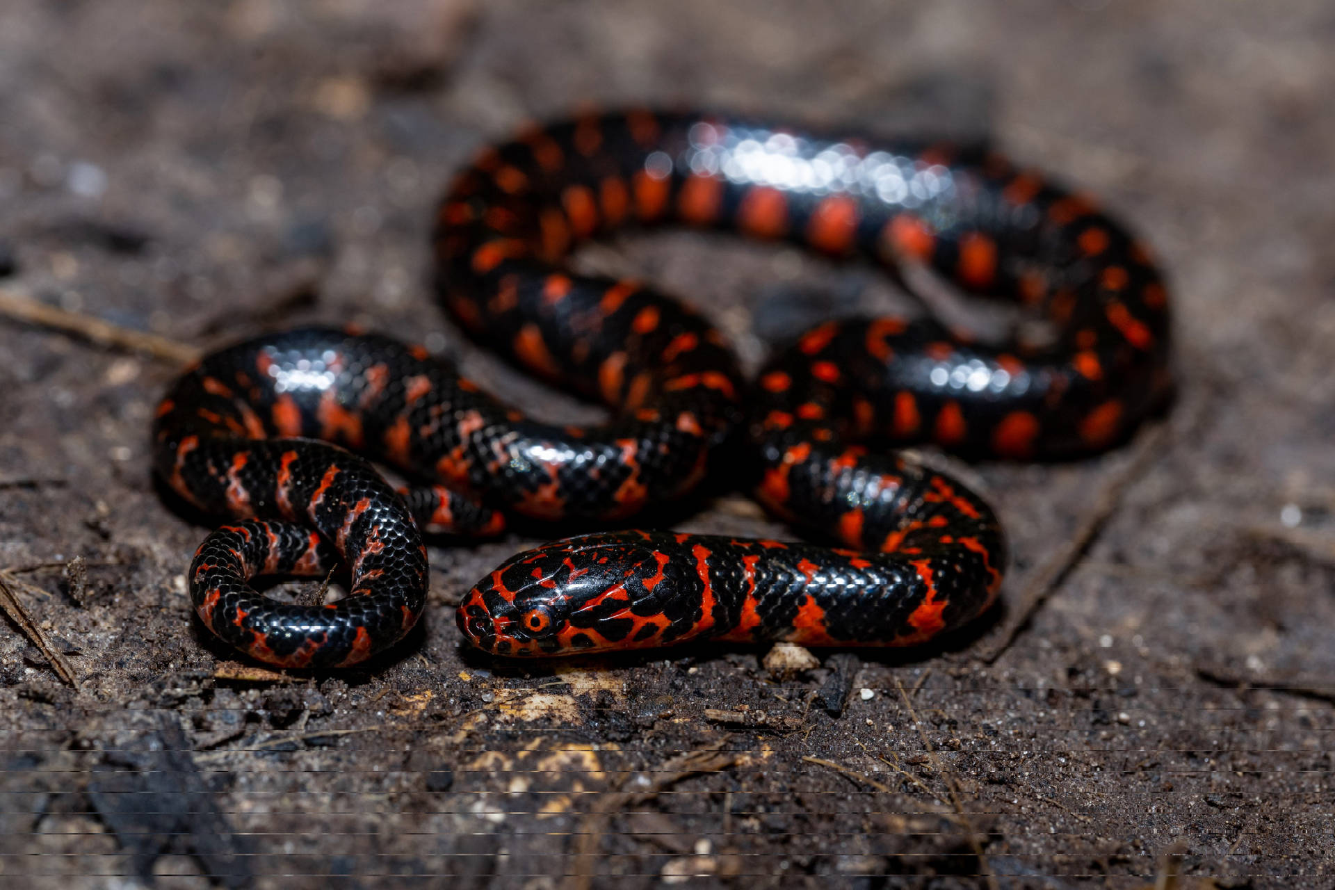 Mud Snake With Glowing Red Patterns Wallpaper