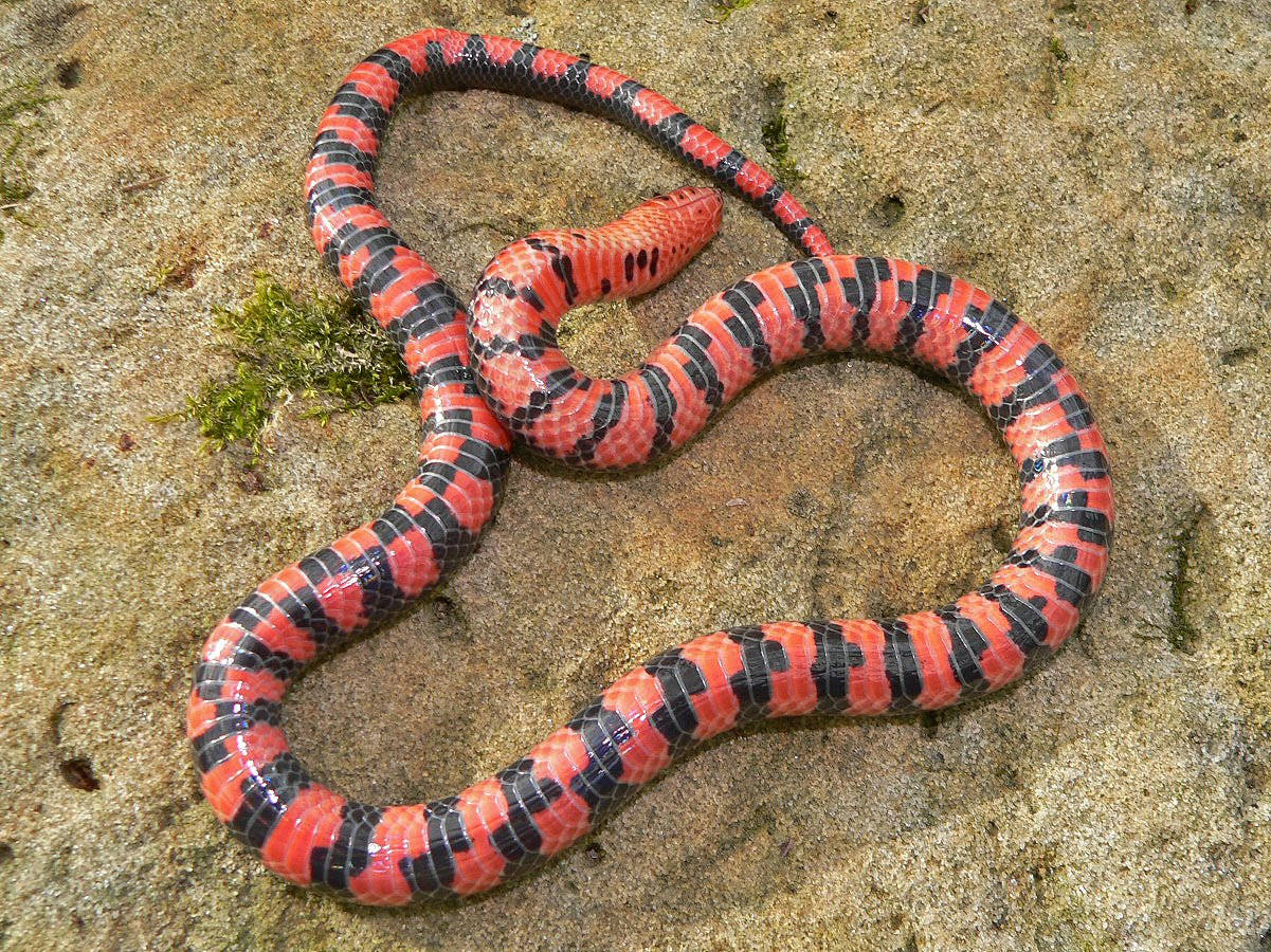 Mud Snake With Striking Red Scales Wallpaper