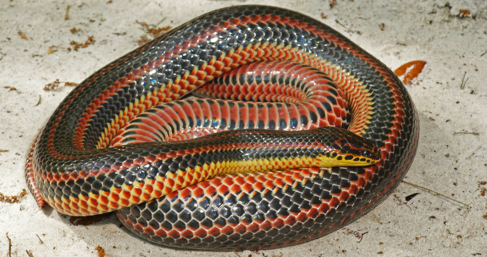 Mud Snake With Stunning Iridescent Scales Wallpaper