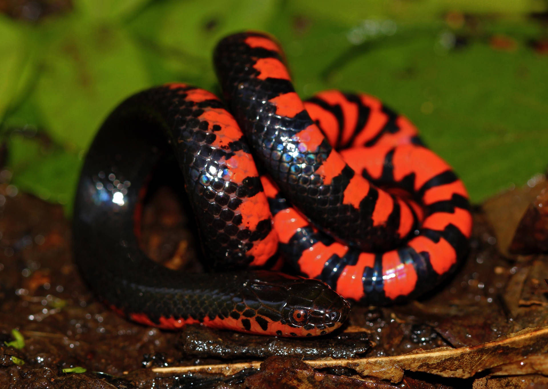Mud Snake With Stunning Scales Pattern Wallpaper