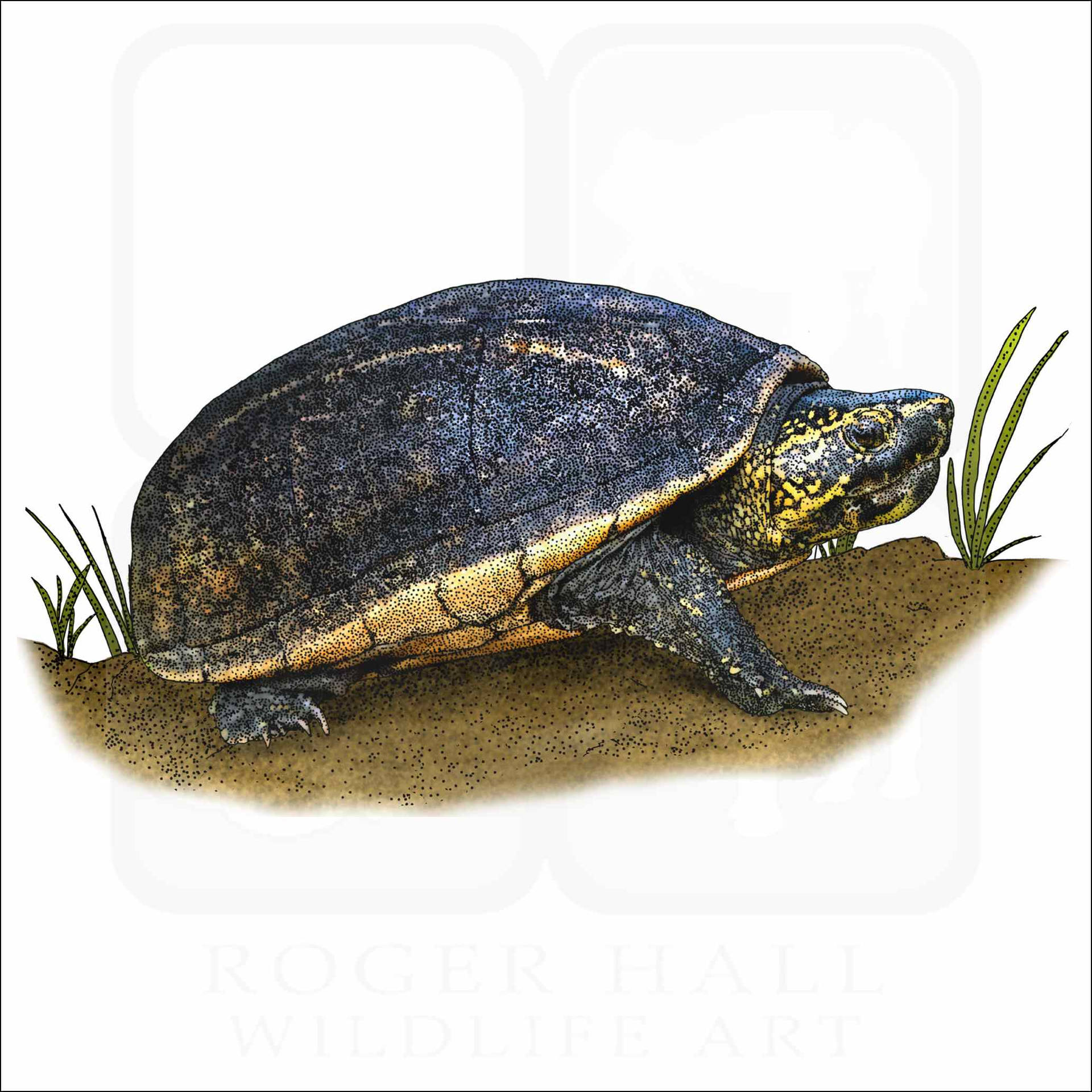 Mud Turtle Colored Illustration Wallpaper