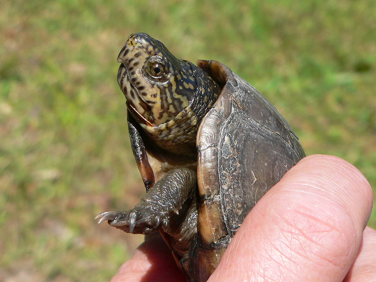 Close-up View of a Mud Turtle Wallpaper