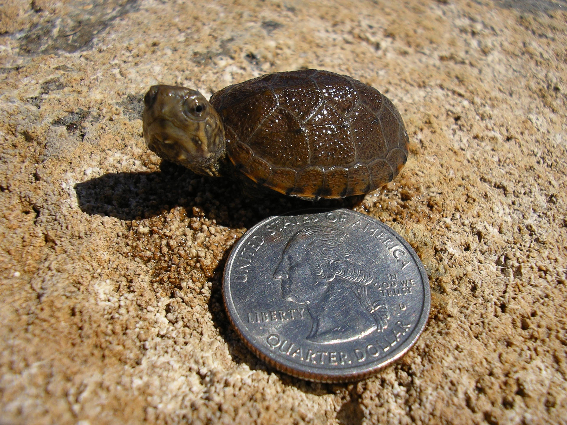 Mudder skildpadde sammenlignet med en mønt Wallpaper