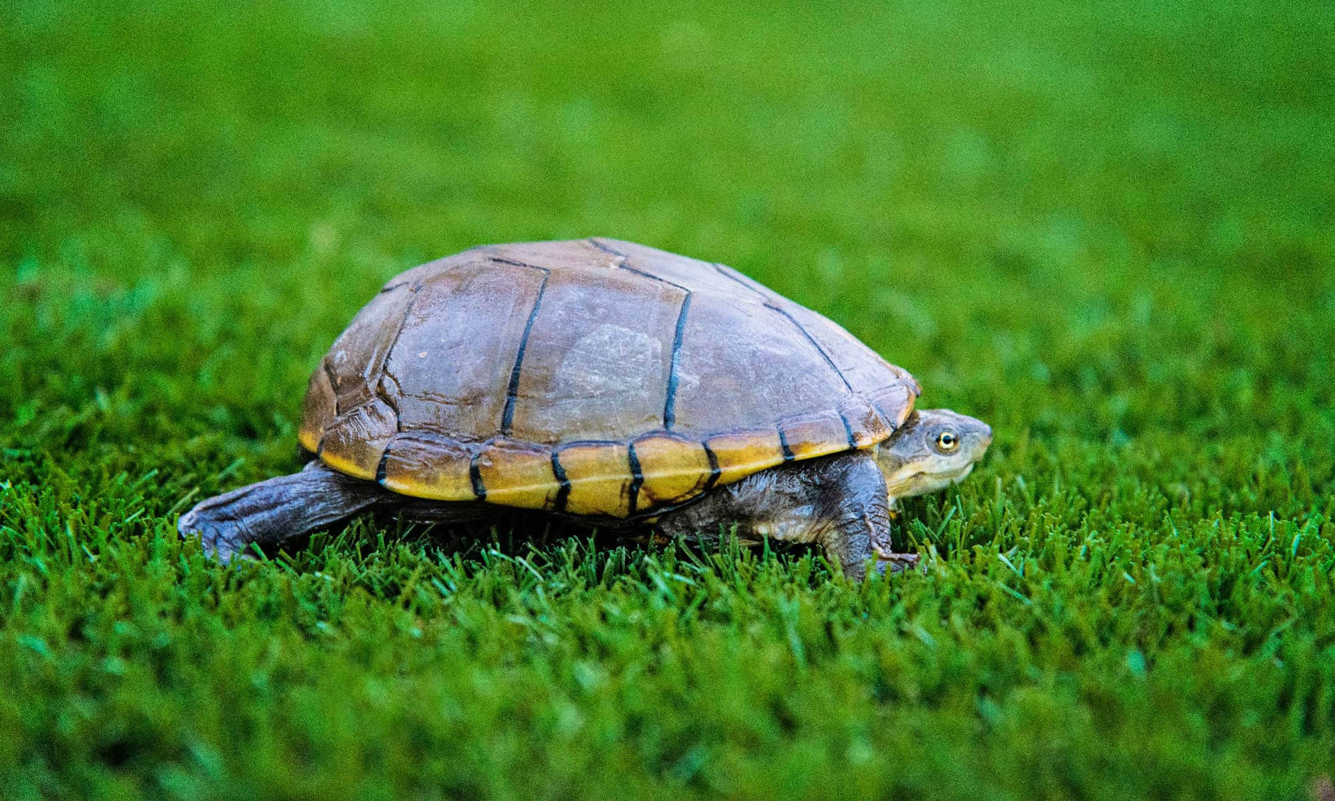 Mudret skildpadde kravler på bermuda græs Wallpaper
