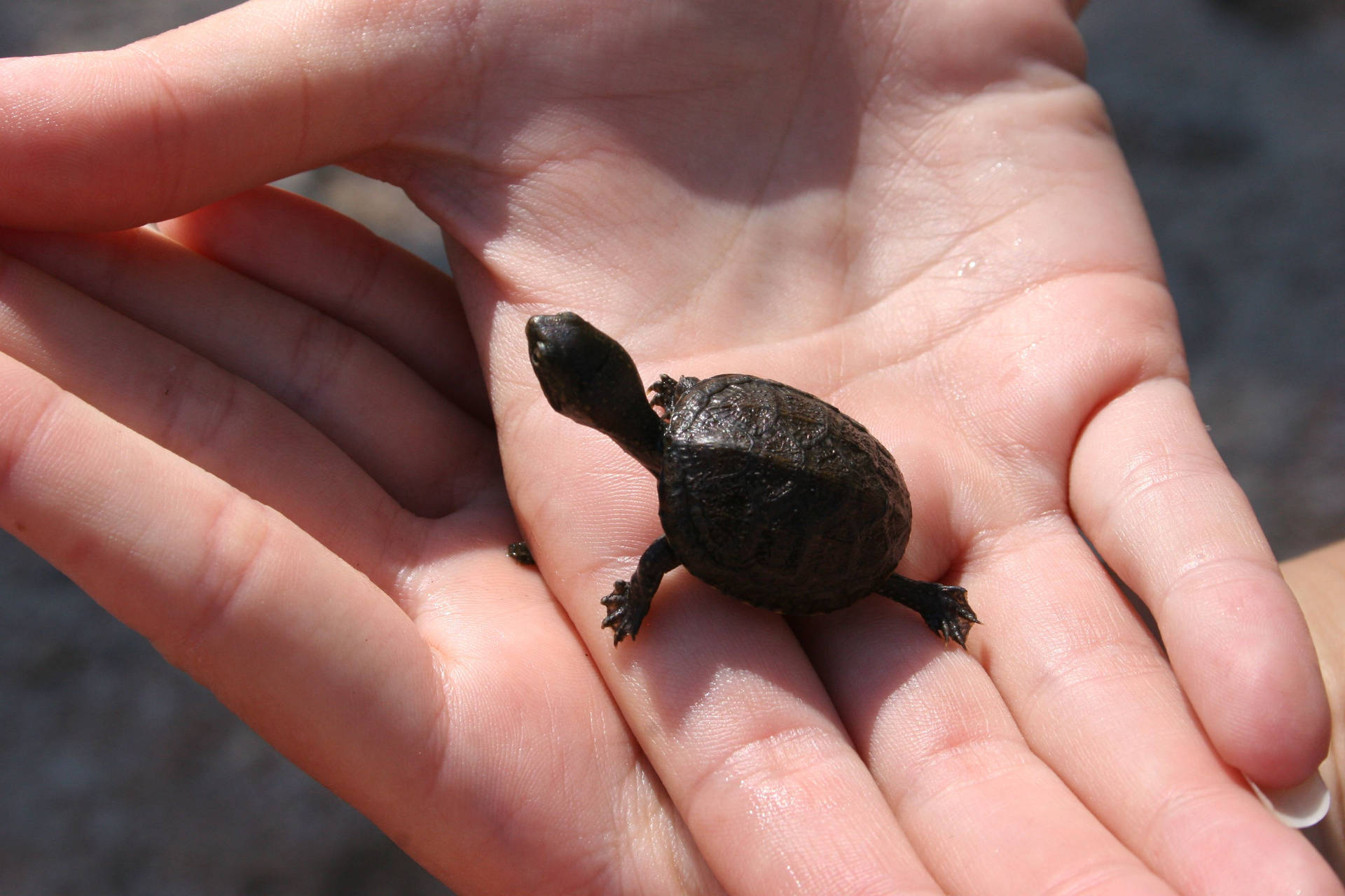 Mud Turtle Crawling On Hands Wallpaper
