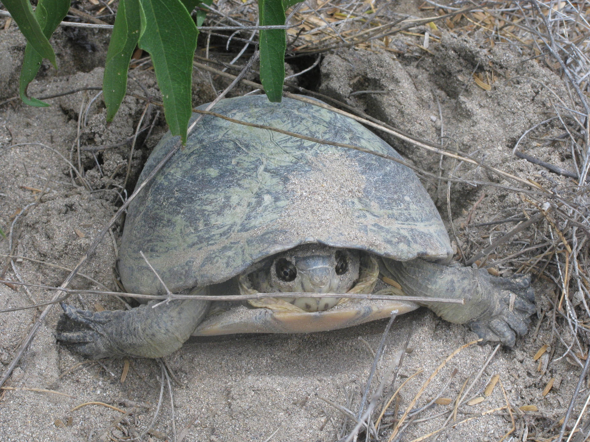 Mud Turtle Digging A Hole Wallpaper