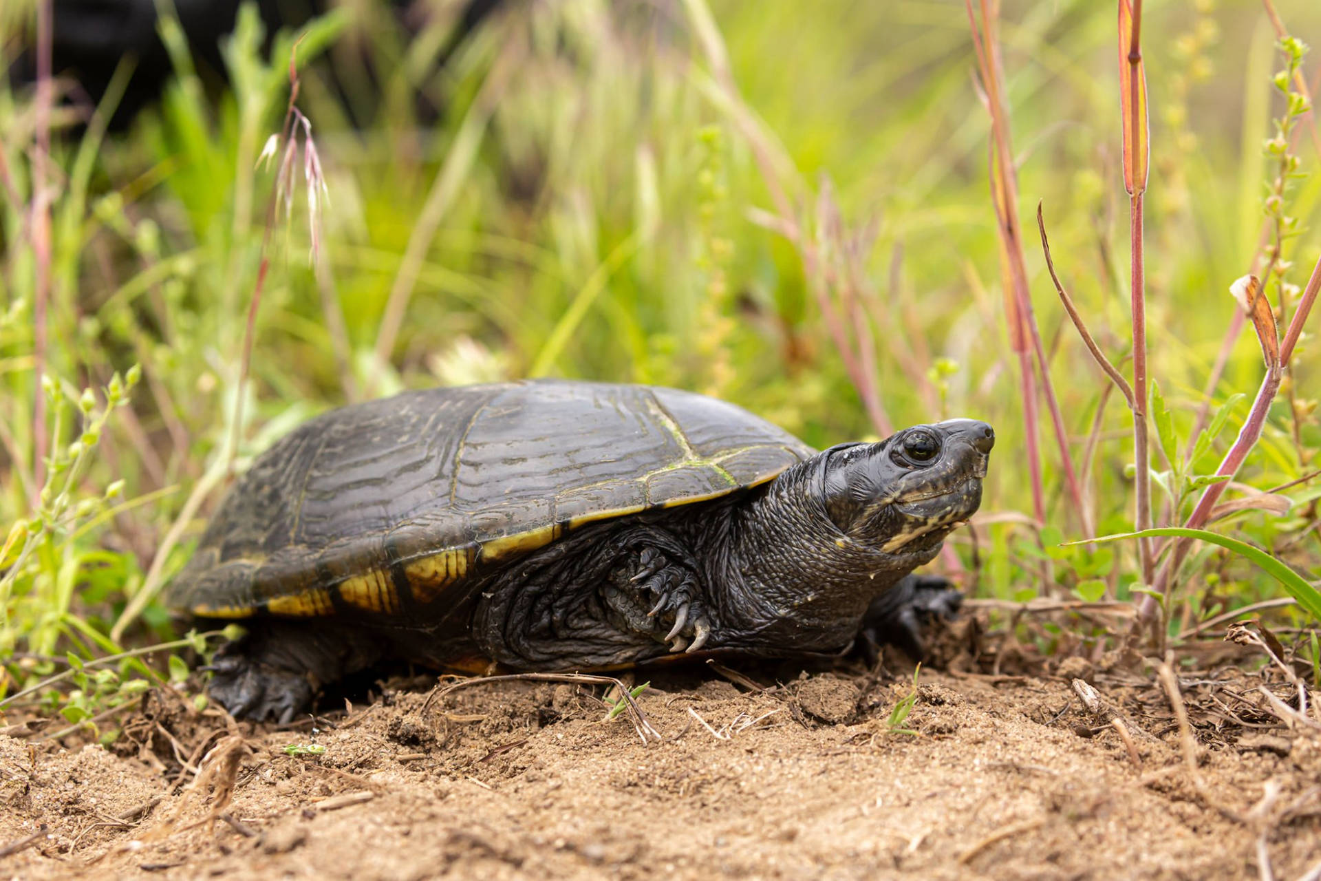 Mud Turtle In Forest With Sand Wallpaper