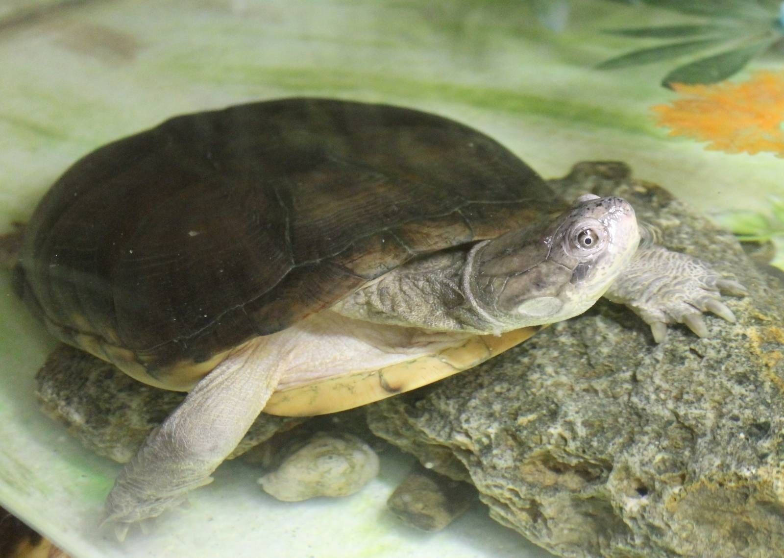Flussschildkrötein Einem Fischglas Wallpaper