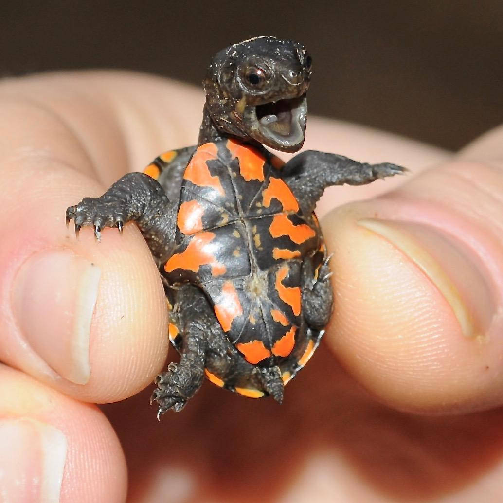 A Newborn Mud Turtle Emerging from its Shell Wallpaper