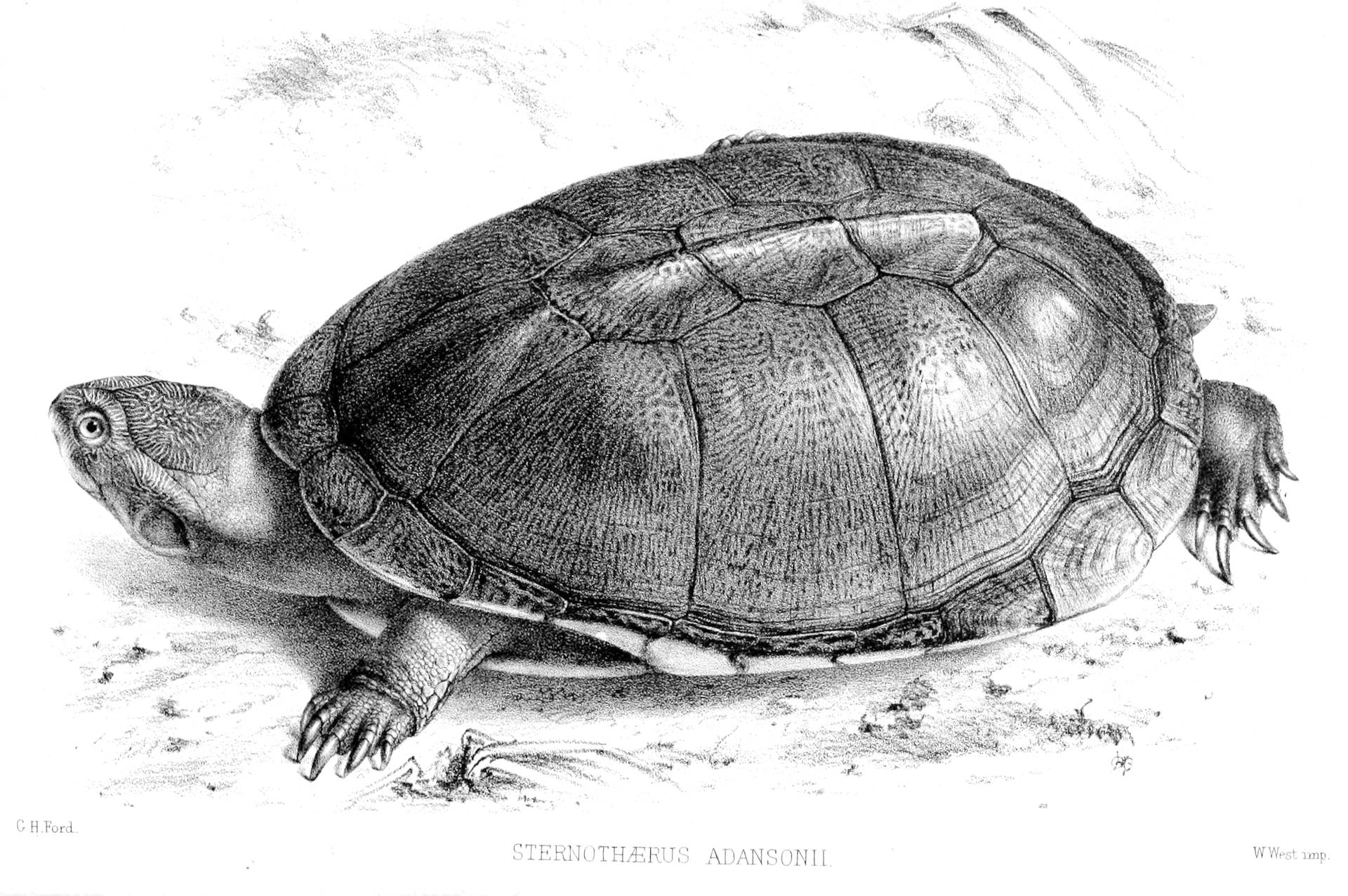 Mudsköldpaddarealtistisk Illustration Wallpaper