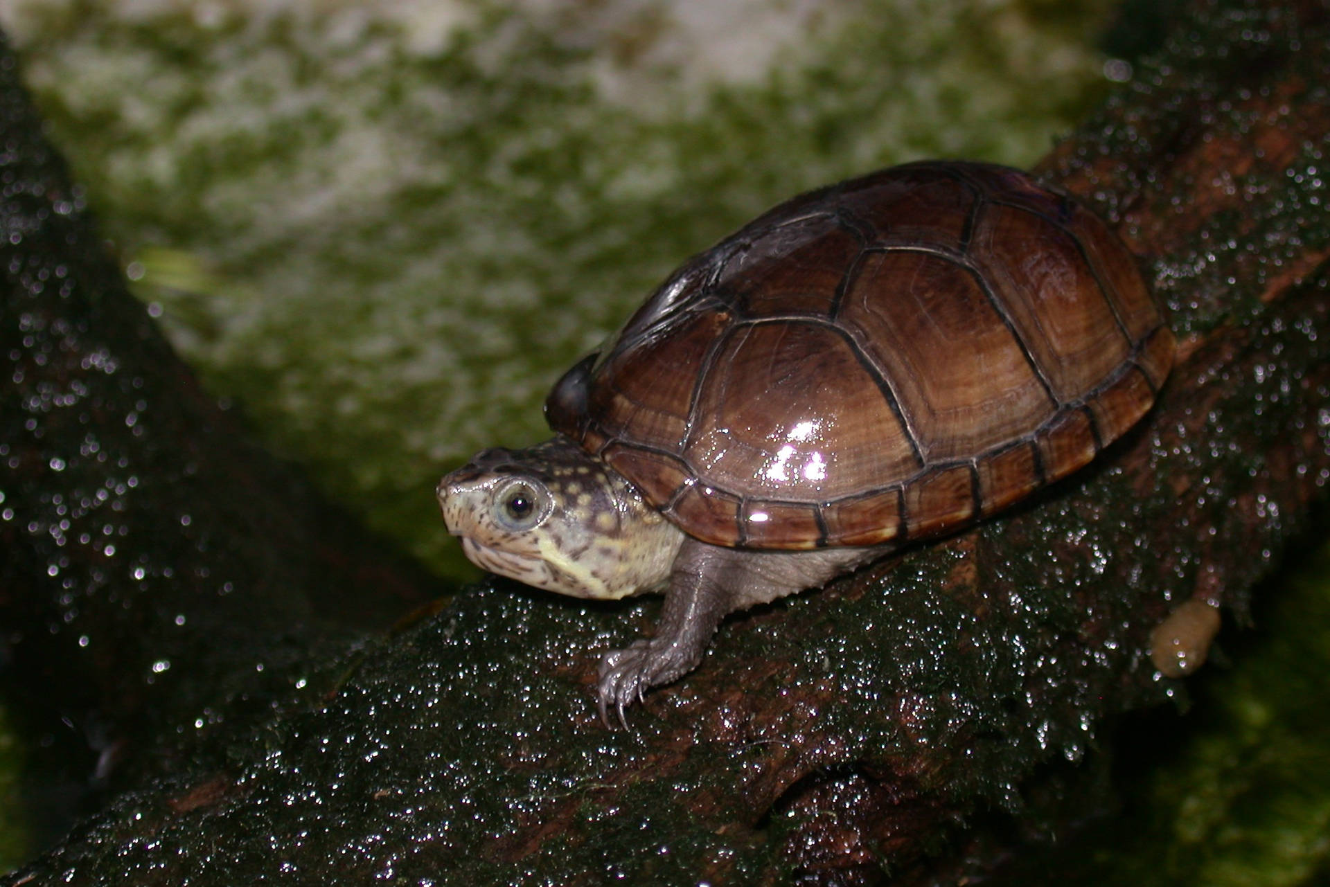 Mudder skildpadde hviler på en log Wallpaper