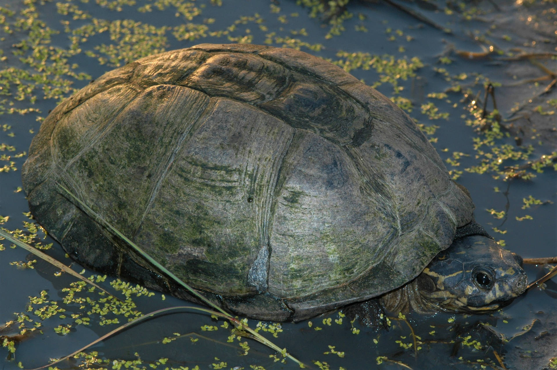 Mud Turtle's Gray Mossy Shell Wallpaper