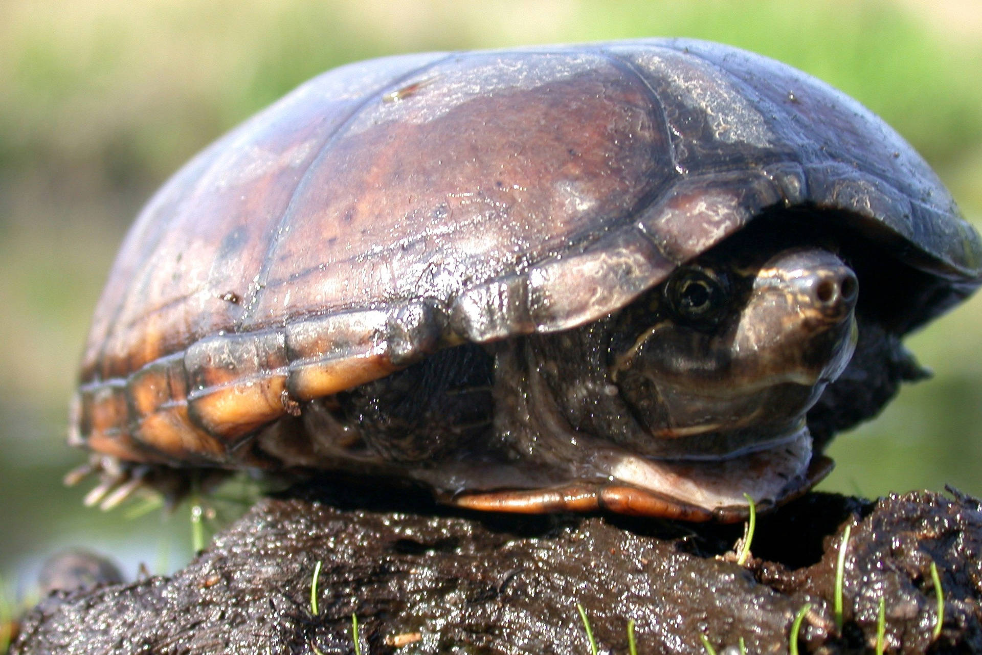Mud Turtle Tucked Inside Its Shell Wallpaper