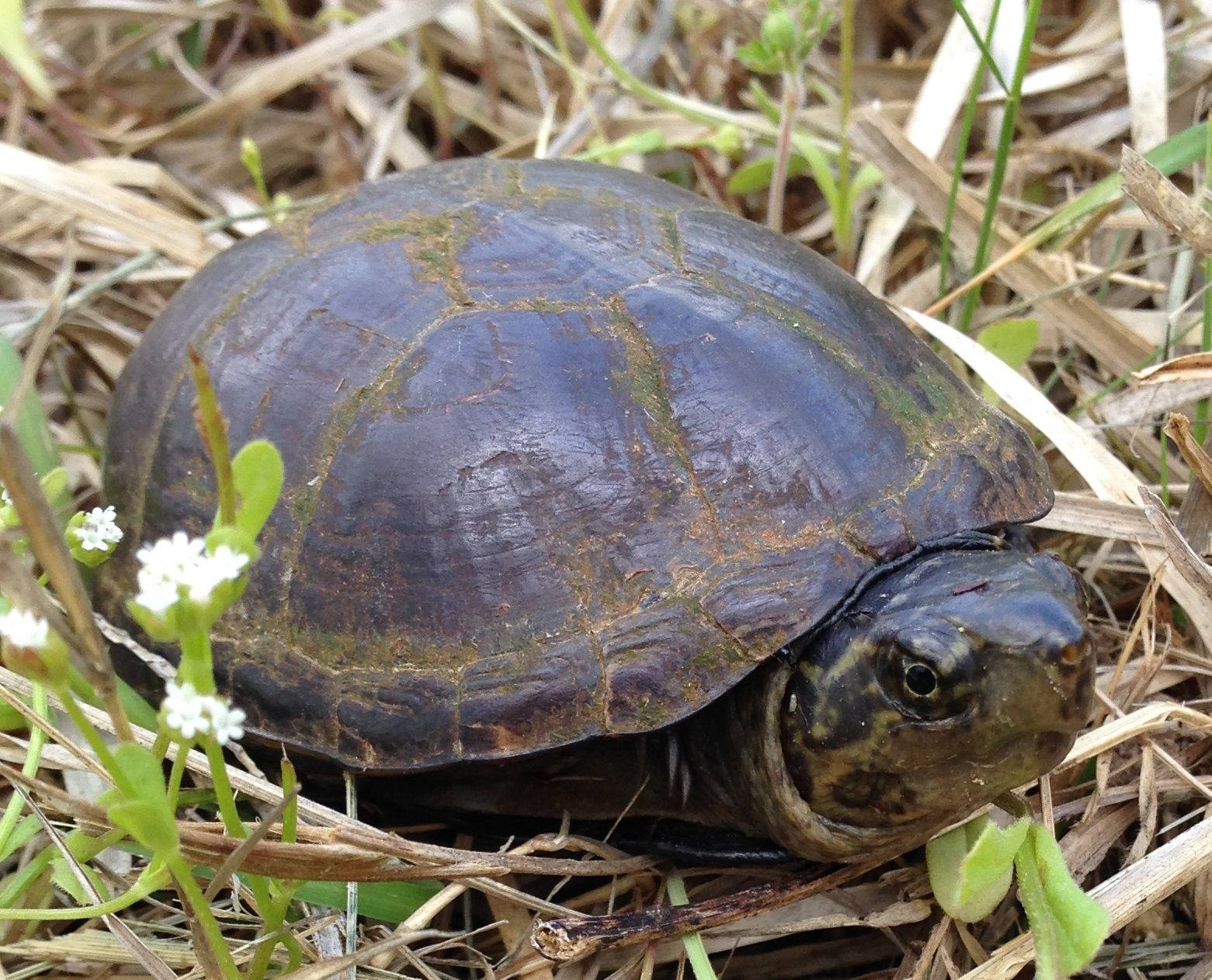 Mud Turtle With A Mossy Carapace Wallpaper
