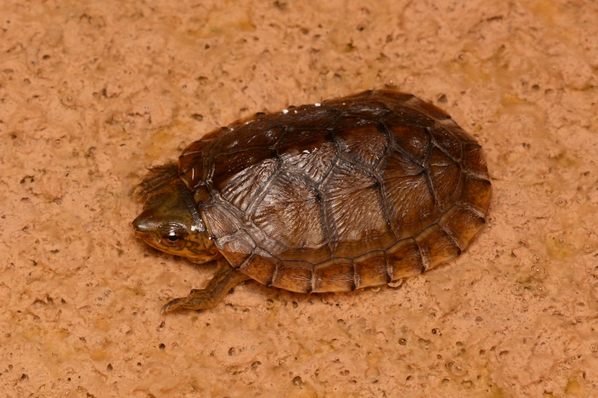 "Remarkable Mud Turtle Showcasing Its Reddish-Brown Carapace" Wallpaper