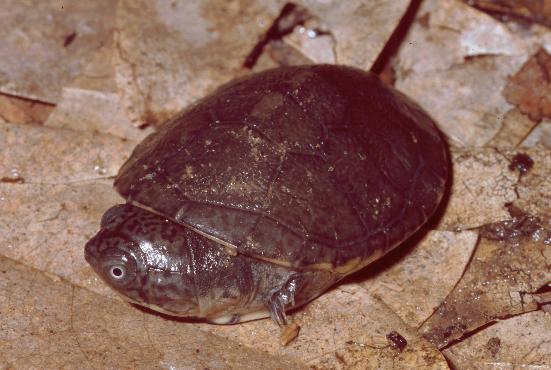 Mud Turtle With A Round Shell Wallpaper