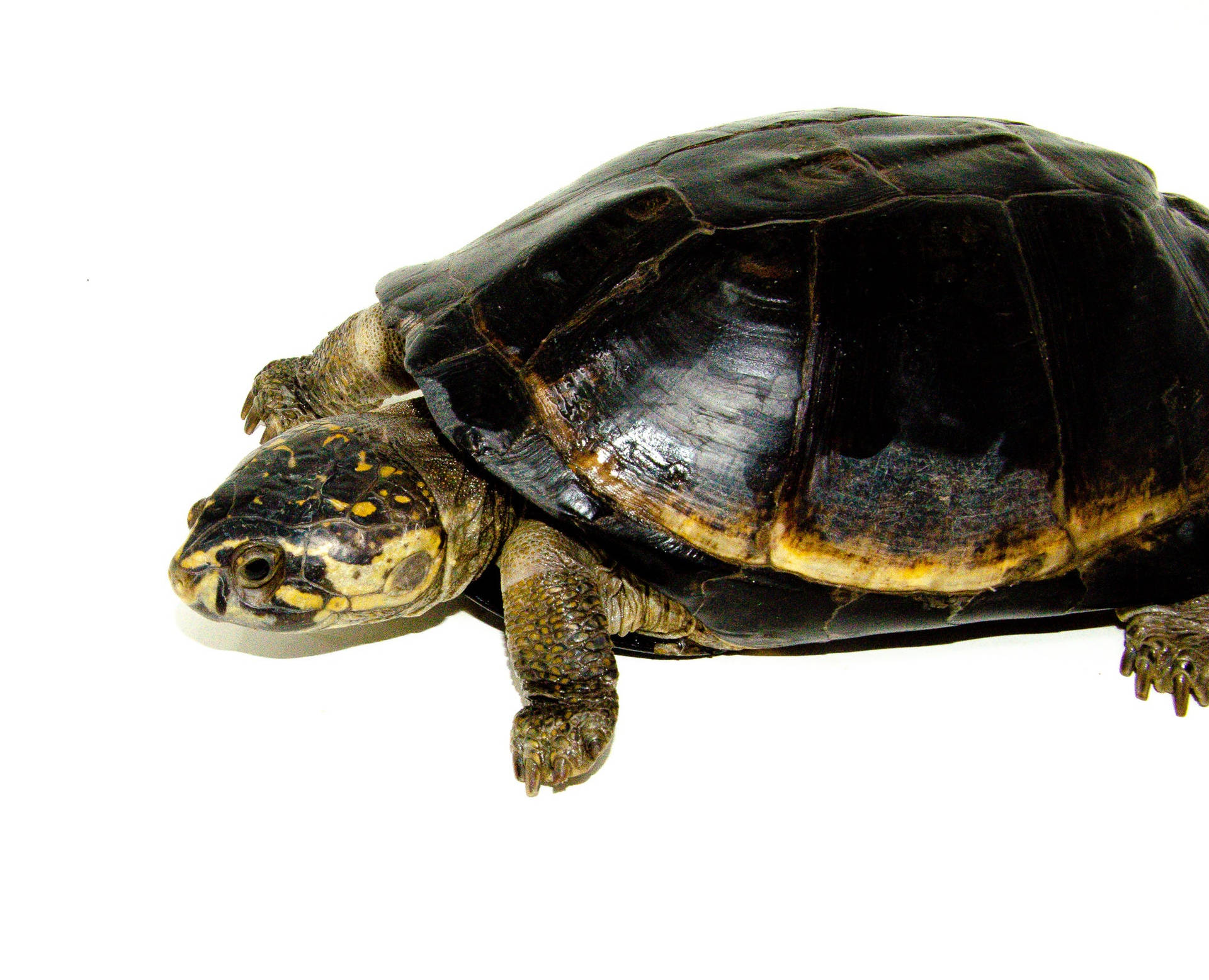 Mud Turtle With A Two-tone Shell Wallpaper