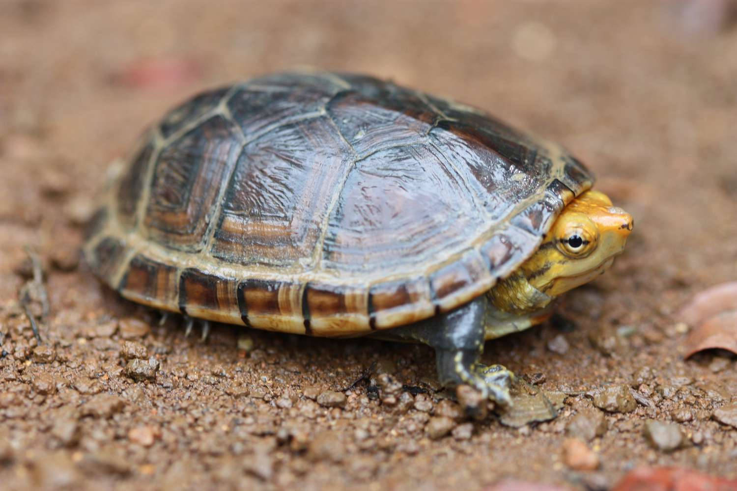 Mud Turtle With A Yellow Head Wallpaper