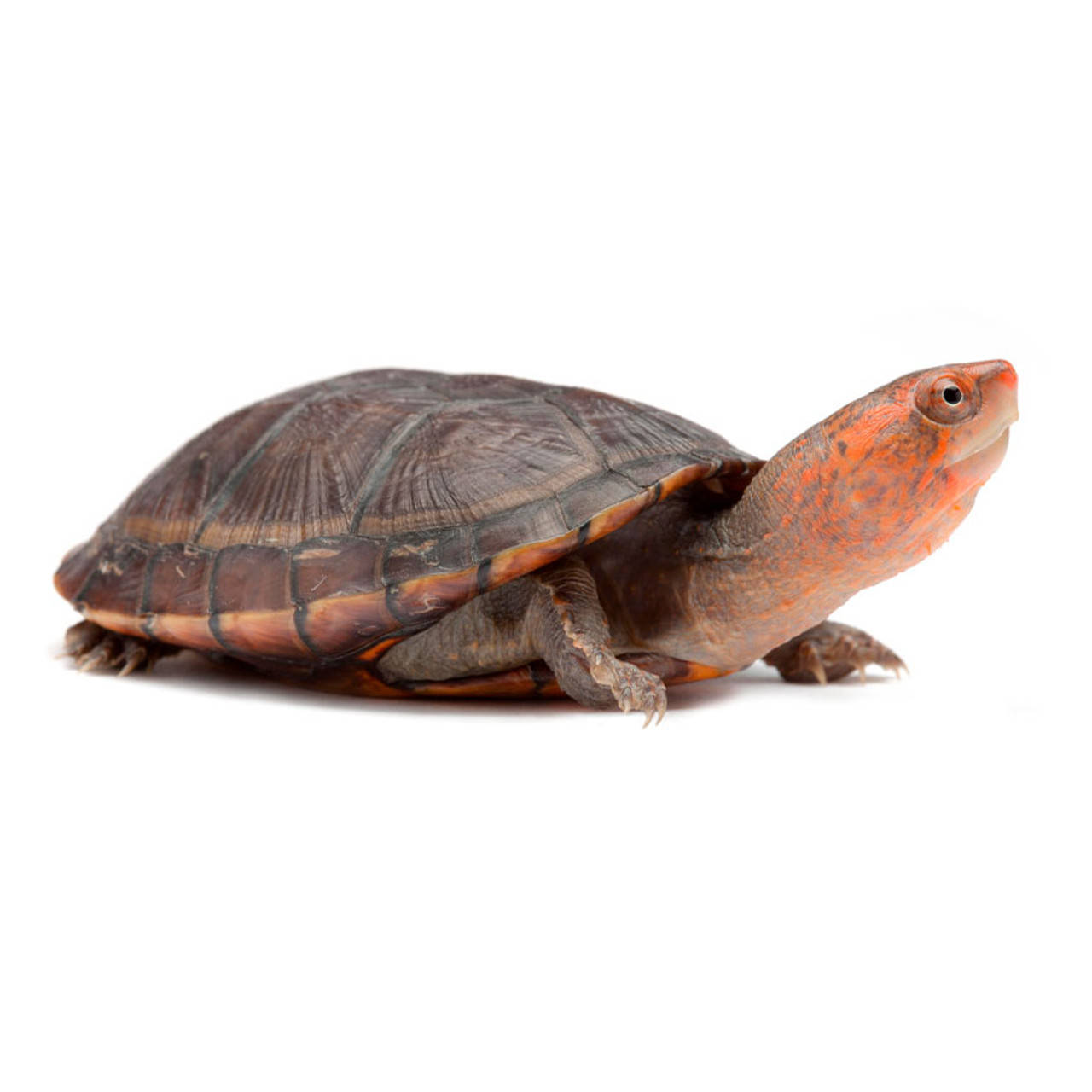 Mud Turtle With An Orange Head Wallpaper