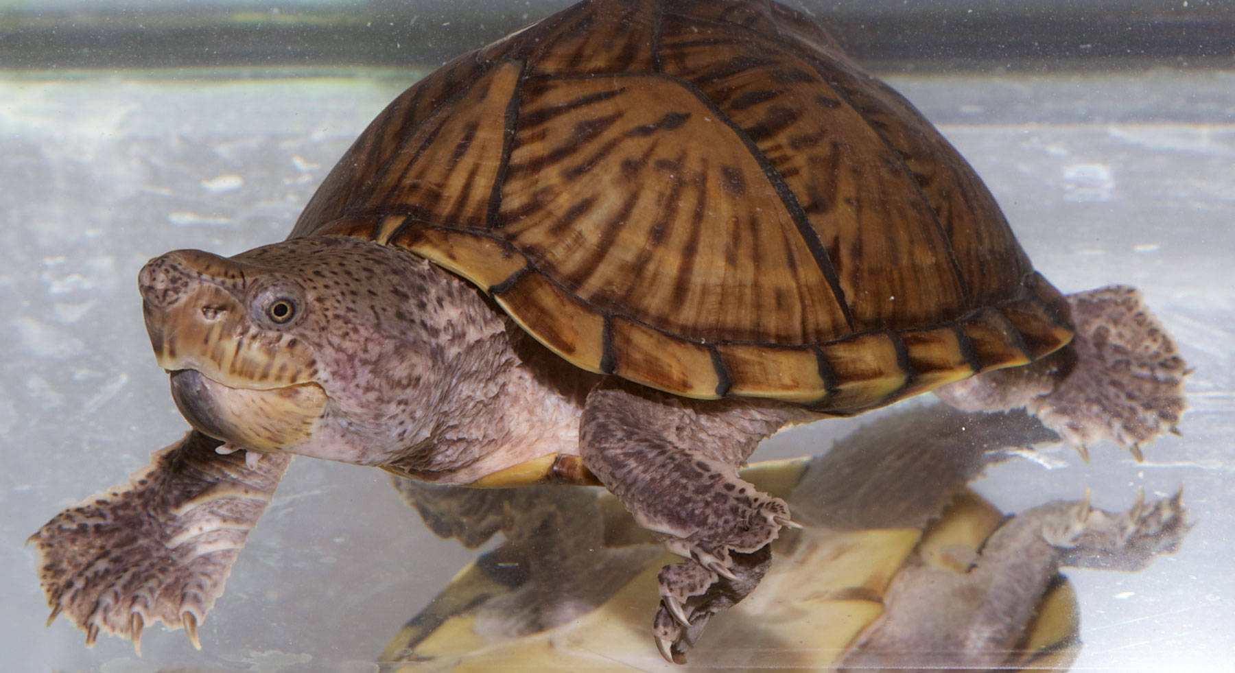 Mud Turtle With Brown Shell Pattern Wallpaper