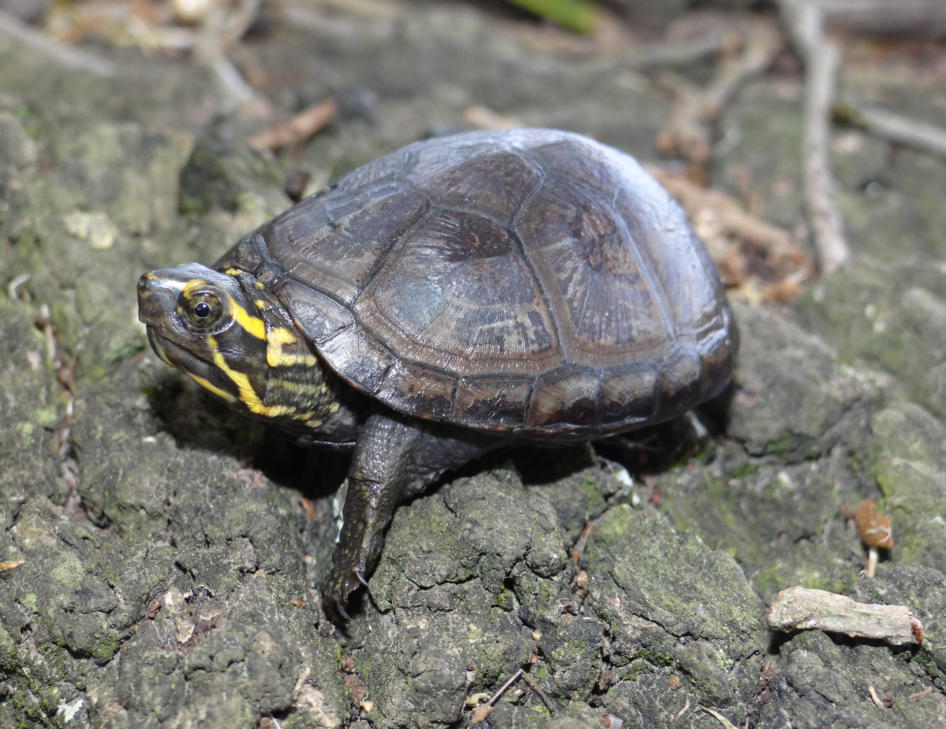 Pristine Mud Turtle Showcasing Its Dark Brown Shell Wallpaper