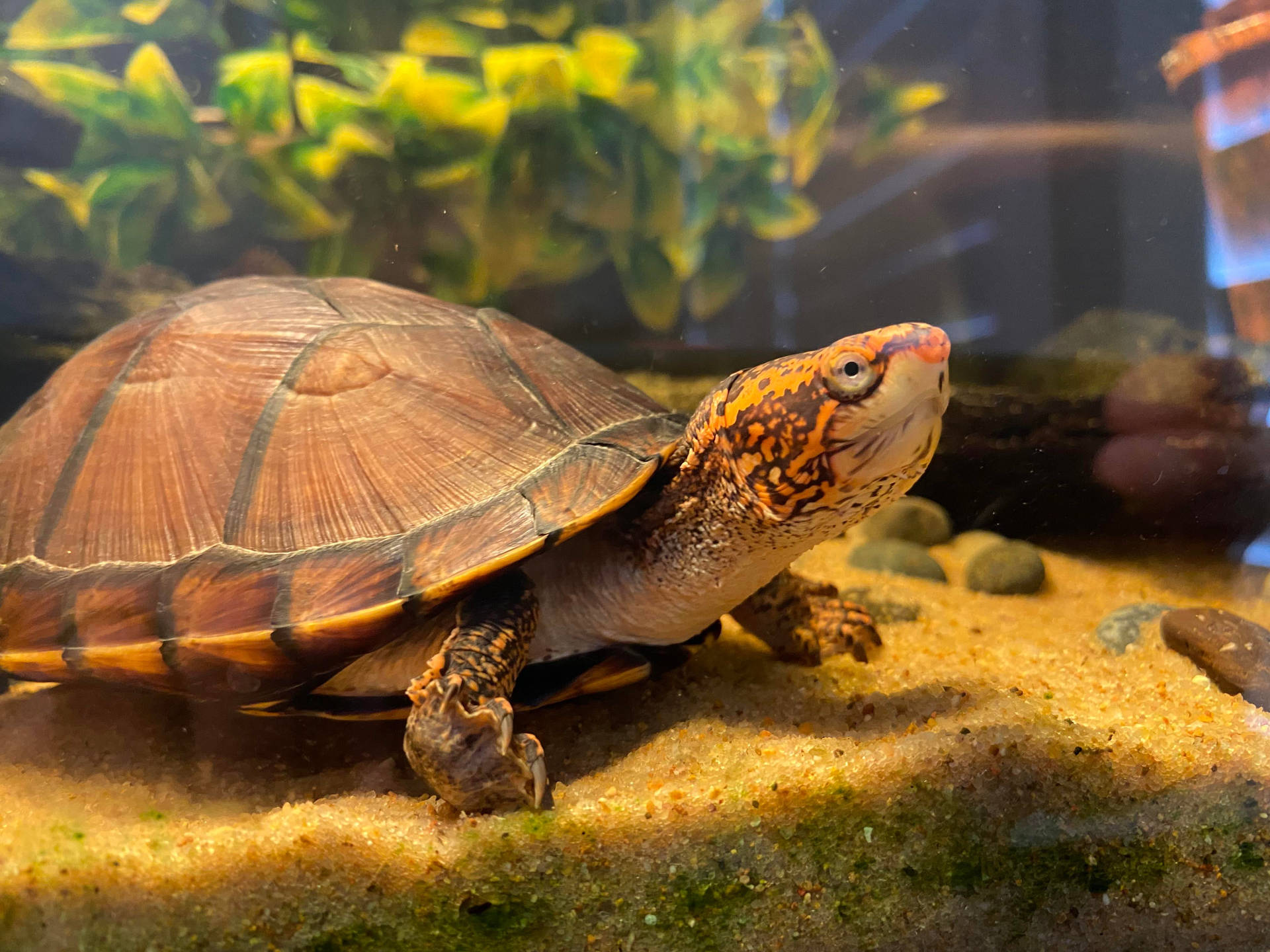 Mud Turtle With Orange Head Patterns Wallpaper