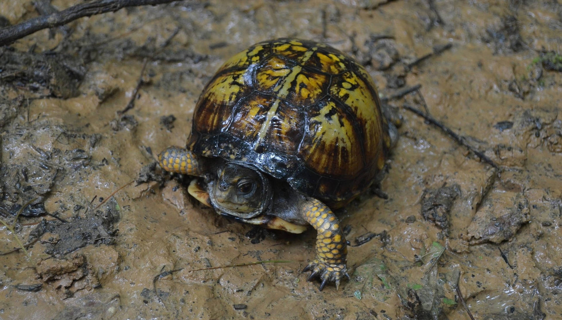 Mud Turtle With Patterned Shell Wallpaper