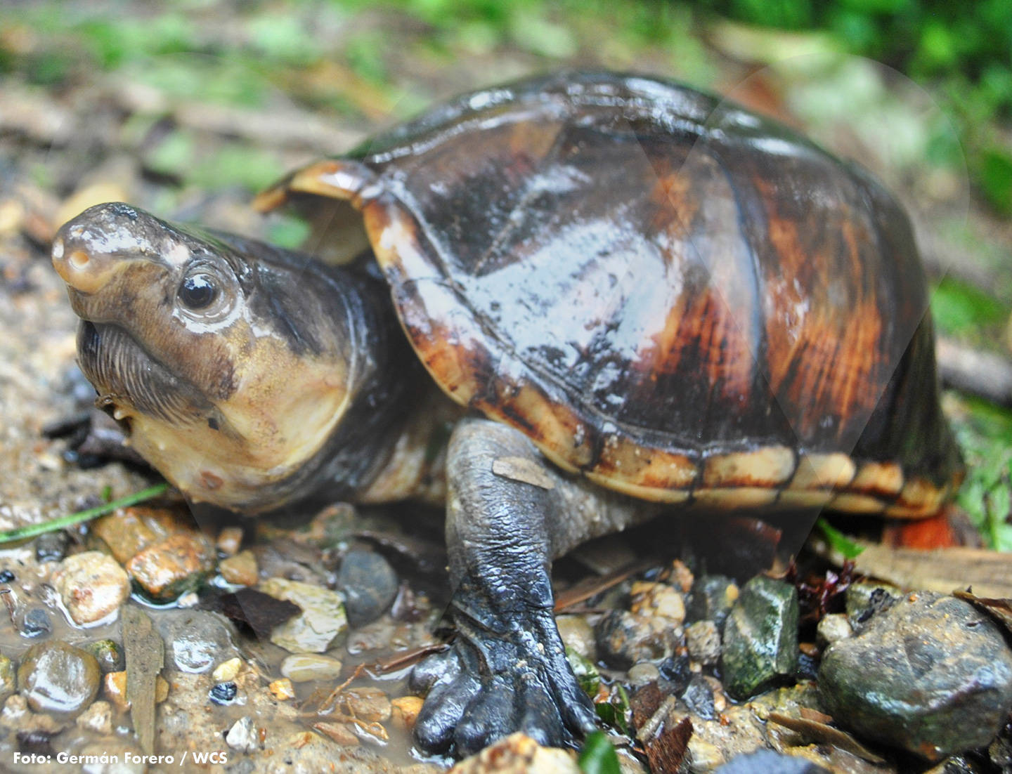 Mud Turtle With Shiny Gray Skin Wallpaper