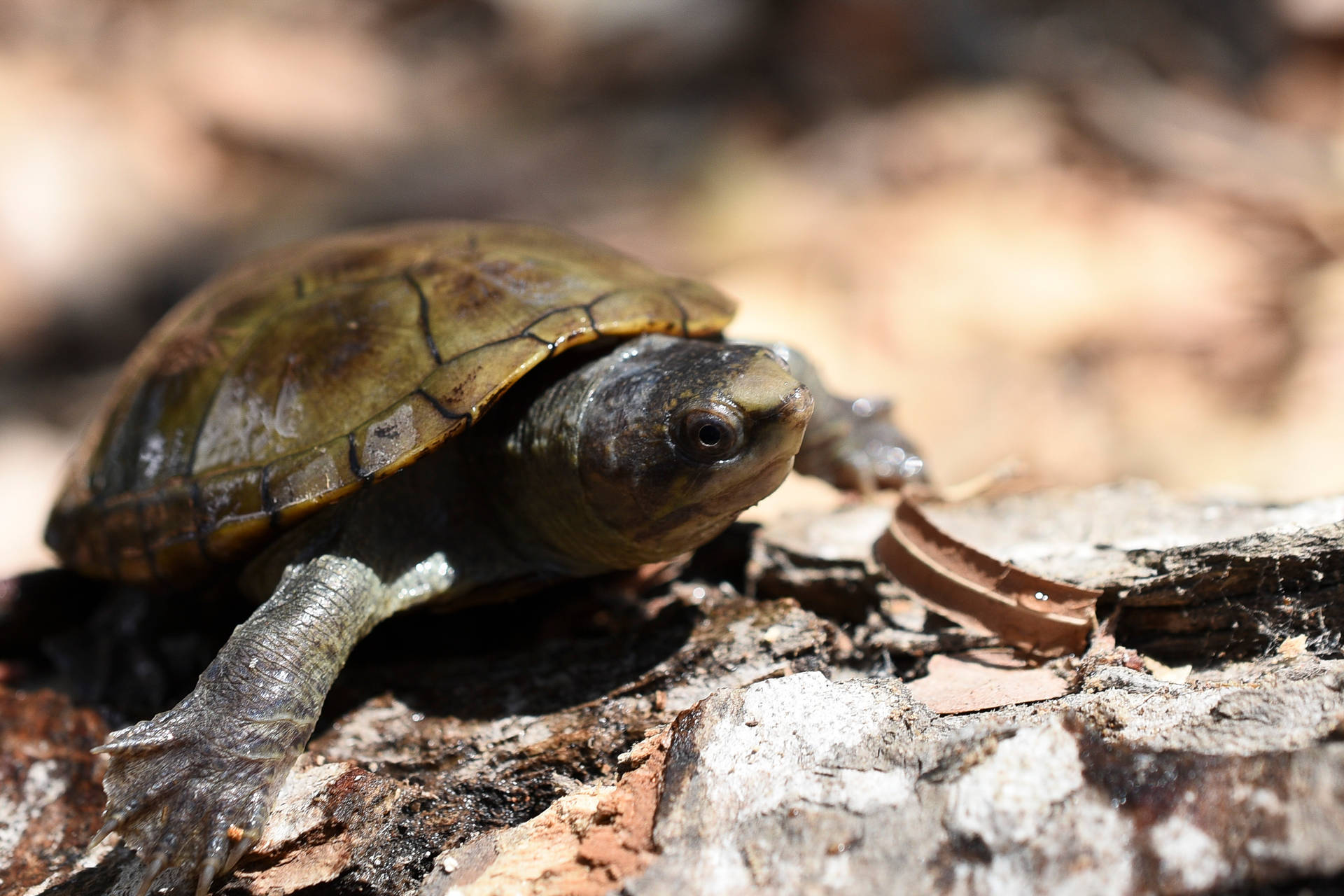 Mud Turtle With Webbed Feet Wallpaper