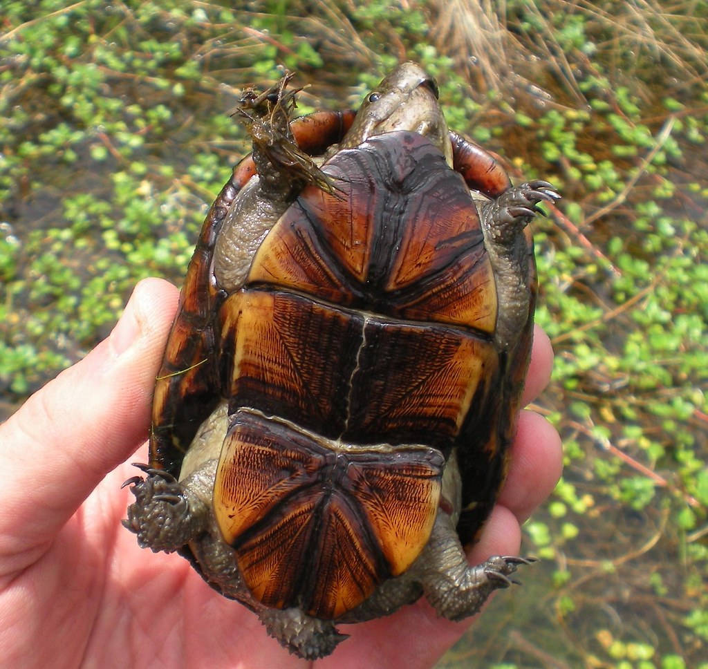 Mud Turtle With Yellowish-brown Underbelly Wallpaper