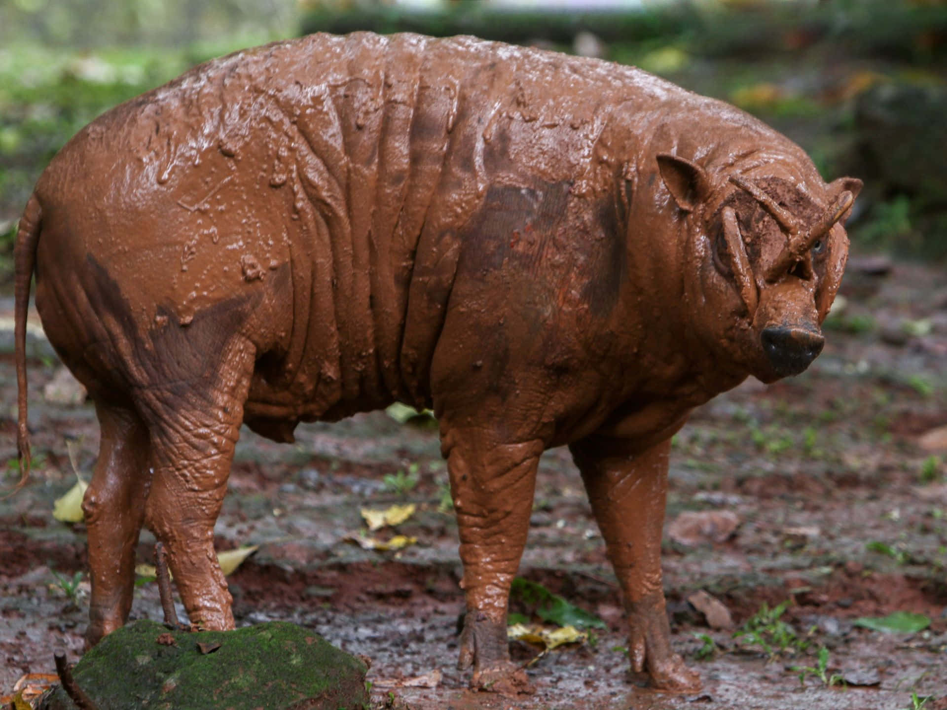 Muddy Babirusa Standingin Forest Wallpaper