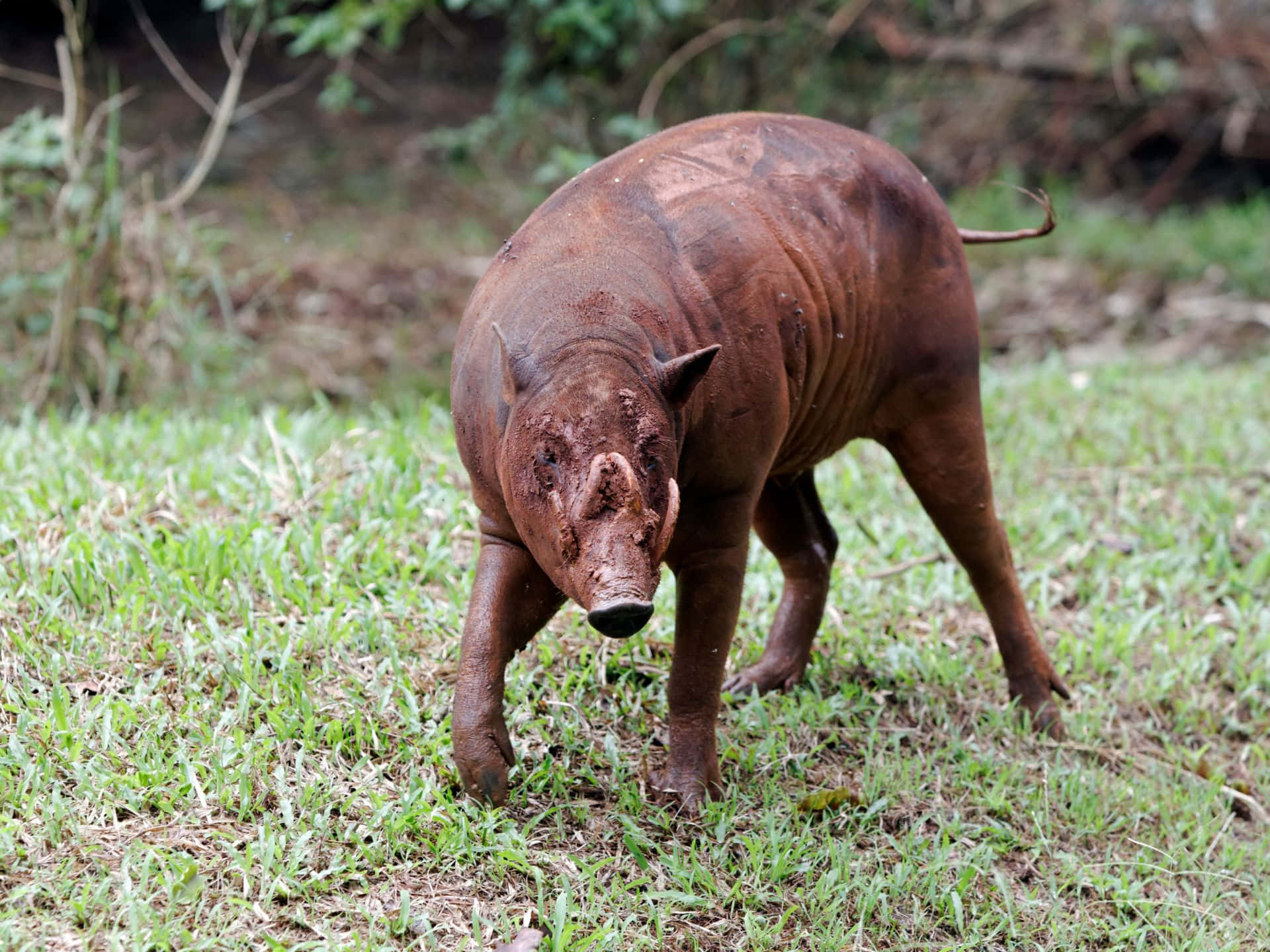 Muddy Babirusa Walking Grassland Wallpaper