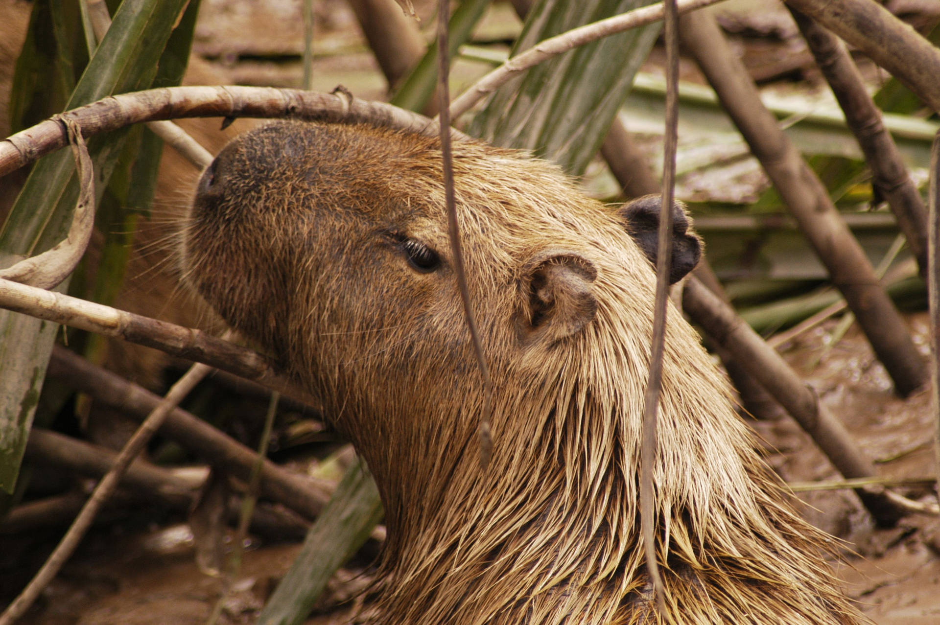 Muddy Capybara With Branches Wallpaper