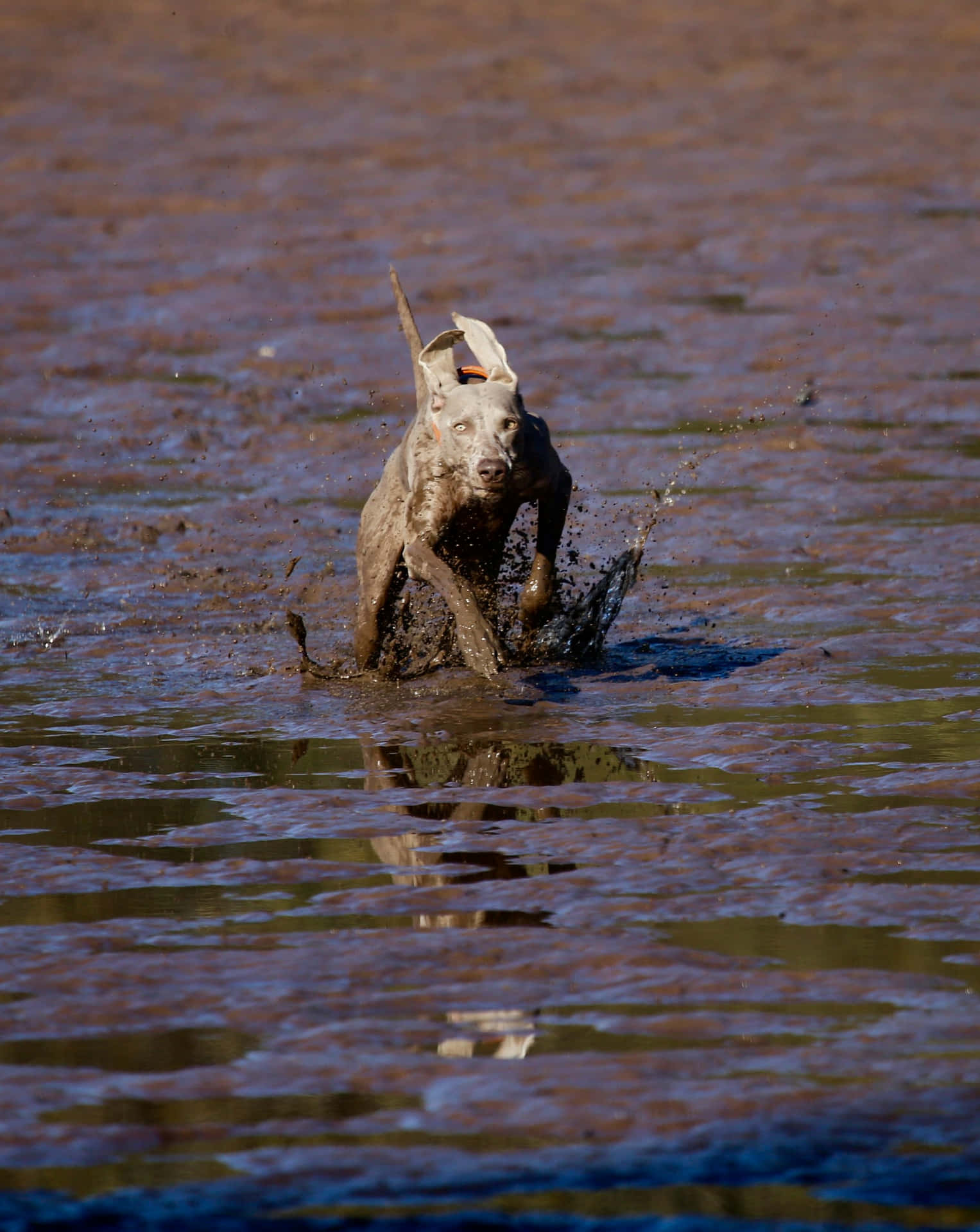 Modderige Hond Spettert Water.jpg Achtergrond