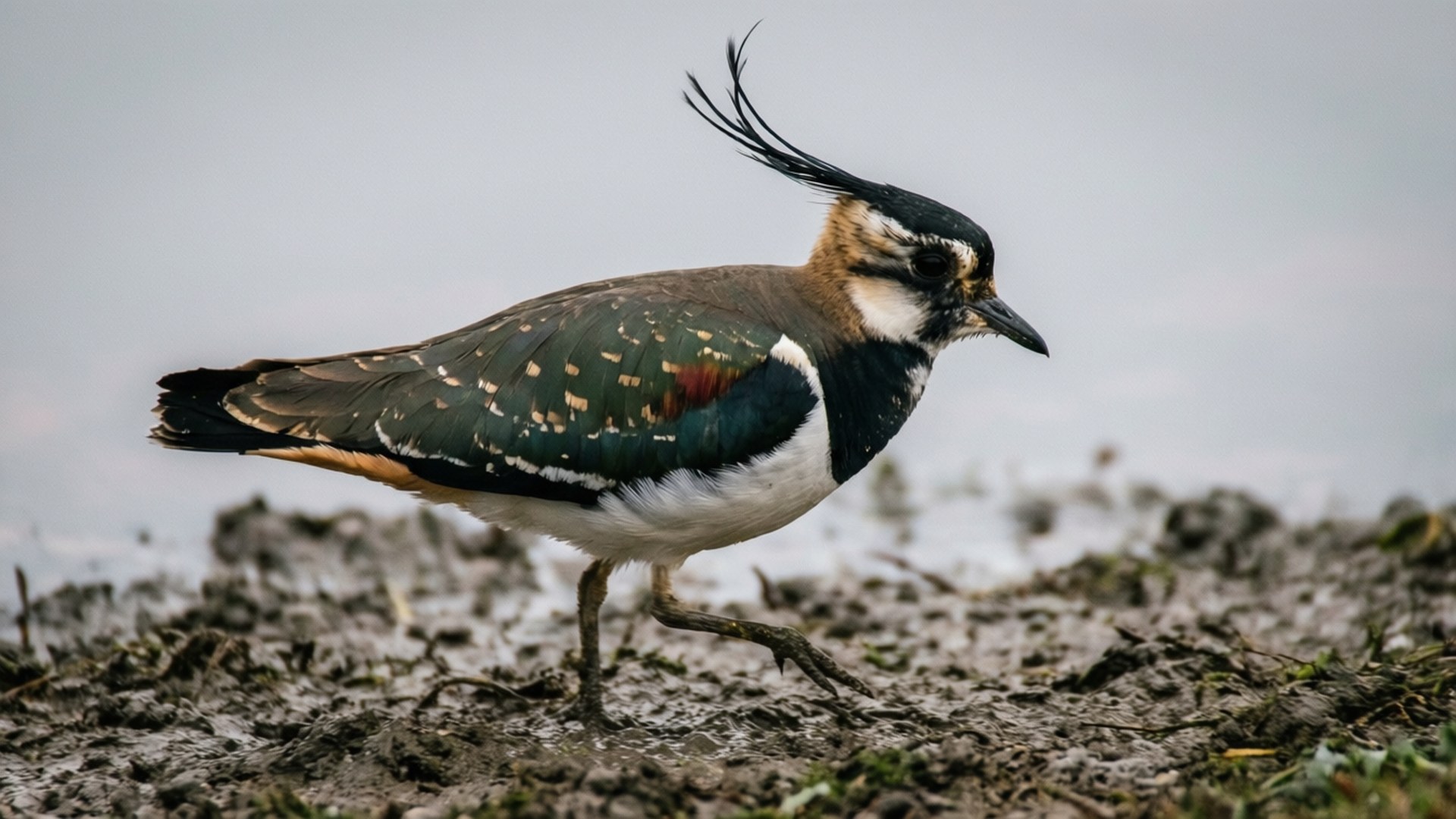 Seekor burung cerek berjalan di tepian berlumpur dalam cahaya mendung.