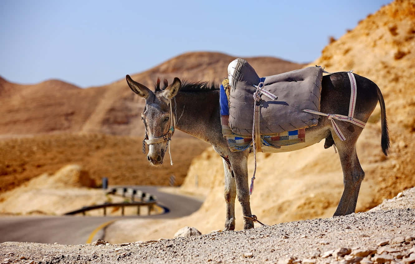 Mule Cute Animal Crossing Desert Wallpaper