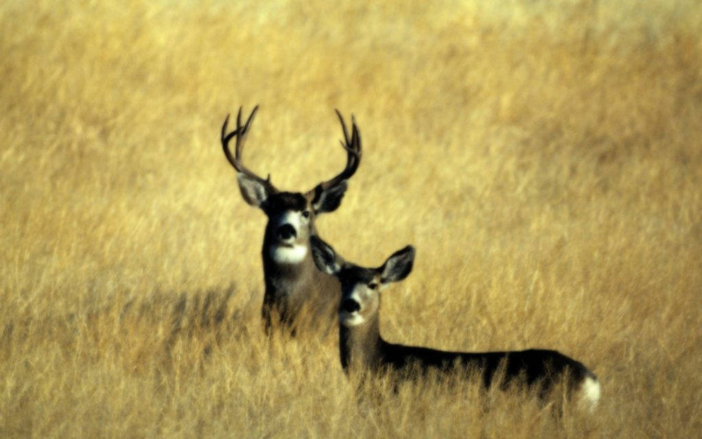 Mule Deer Hunting Wallpaper