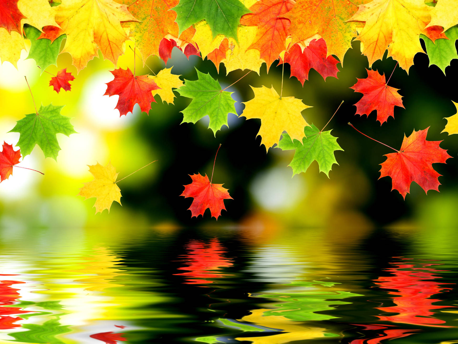 Multi-Colored Maples Leaves Wallpaper